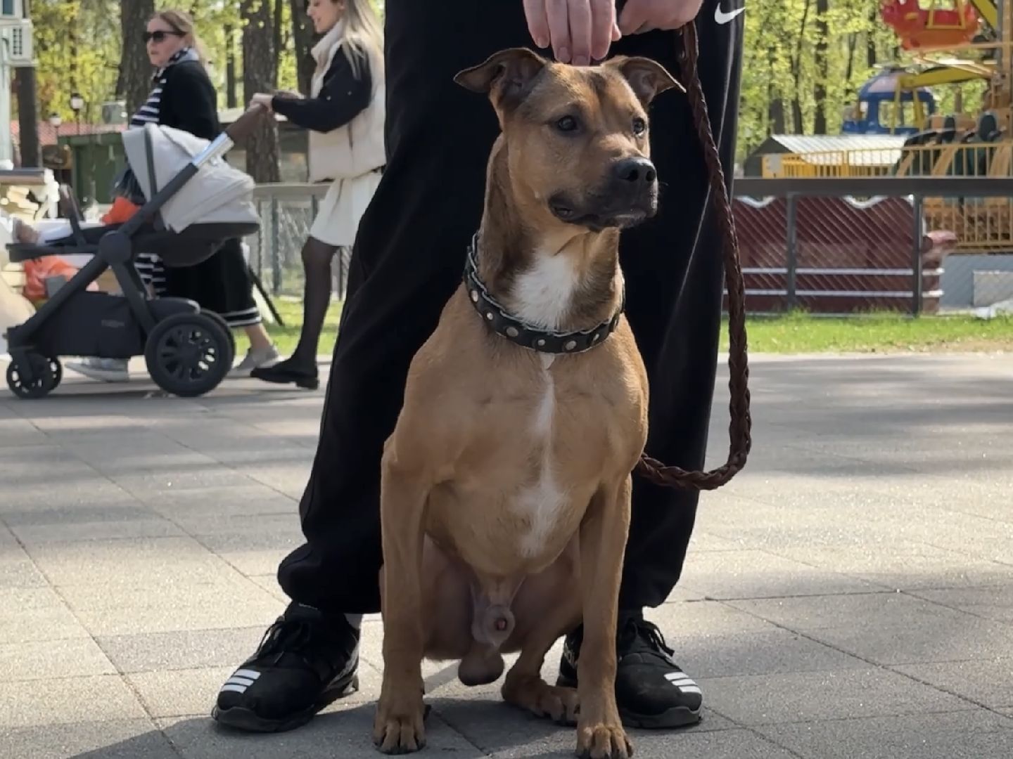 раменское, ветеринар, вакцинация животных, бешенство, чипирование, регистрация животных,