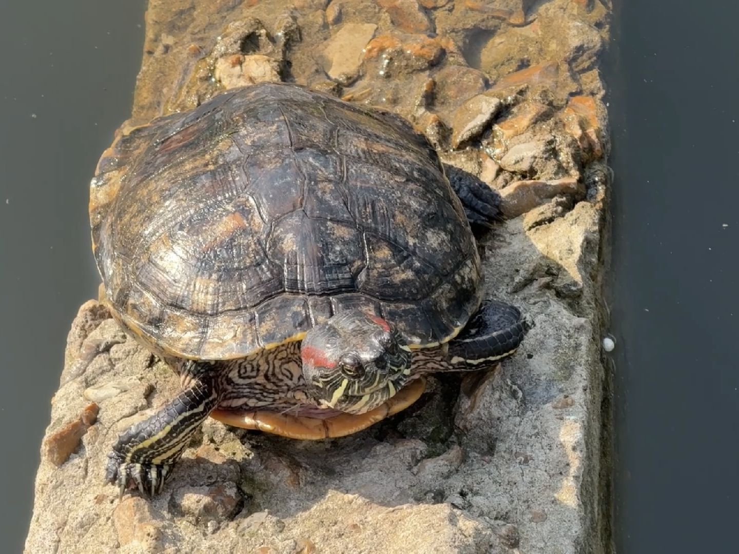 раменское, озеро пионер, черепахи,