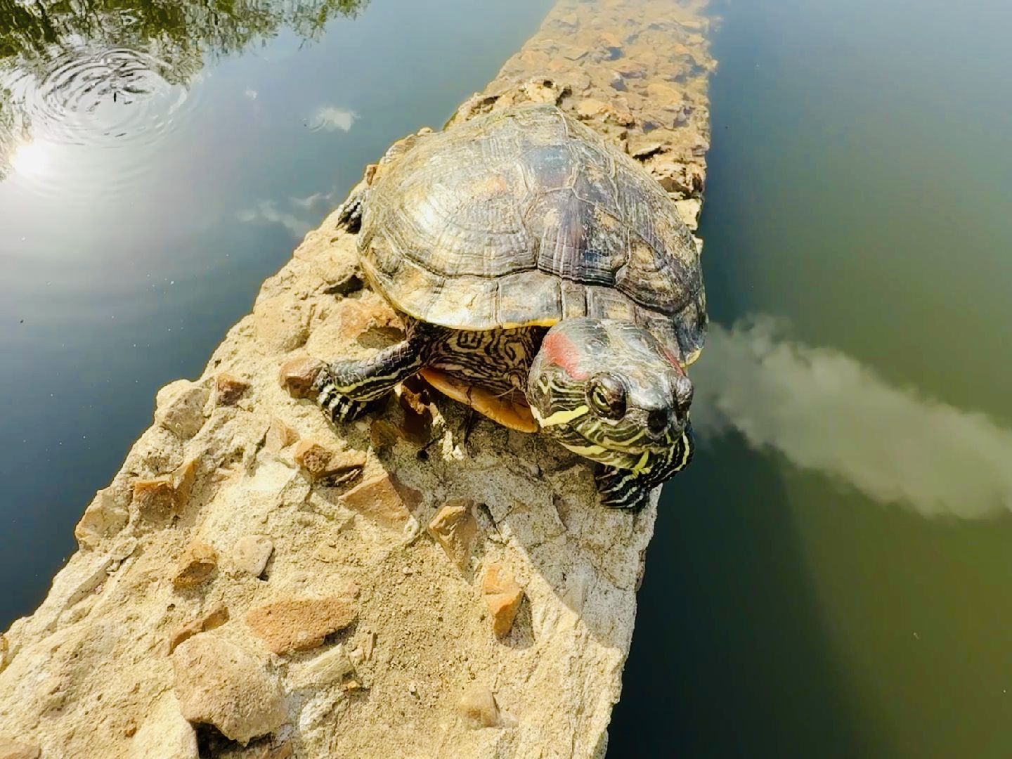 раменское, озеро пионер, черепахи,