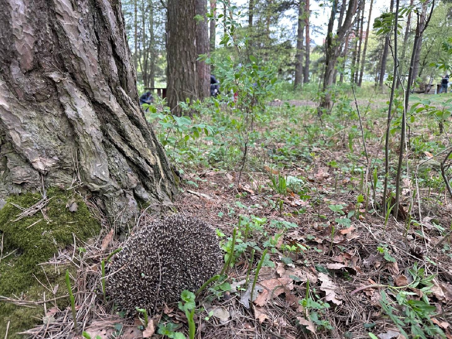 субботник, домодедово,