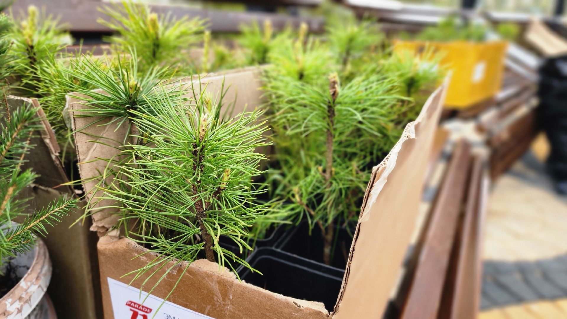 Руза, Посадка кедров, колюбакино,  сквер солнышко, всероссийский субботник,