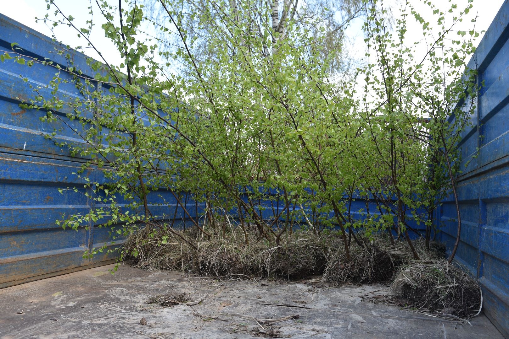 лотошино, дубки, сад памяти, посадка деревьев,