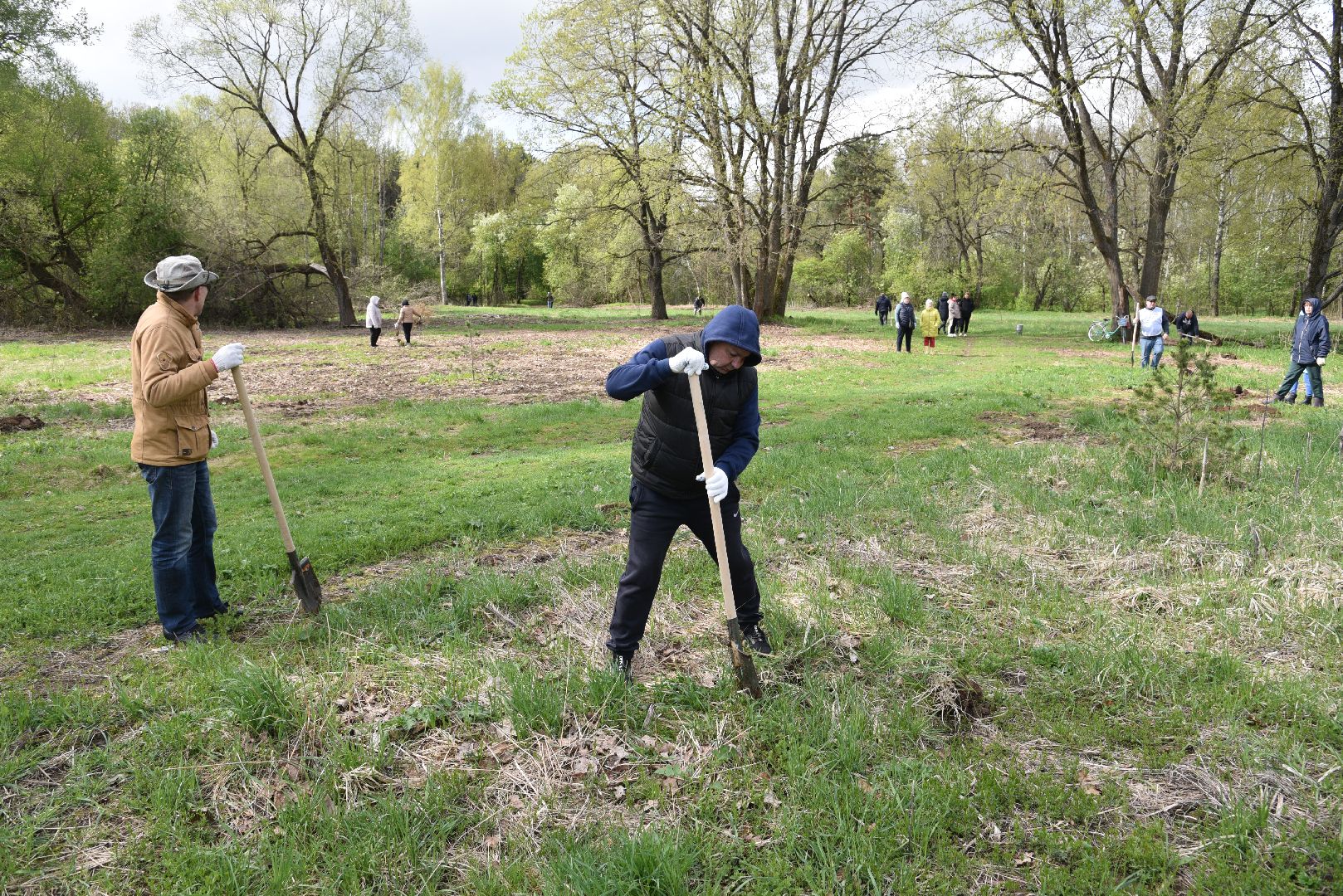 лотошино, дубки, сад памяти, посадка деревьев,