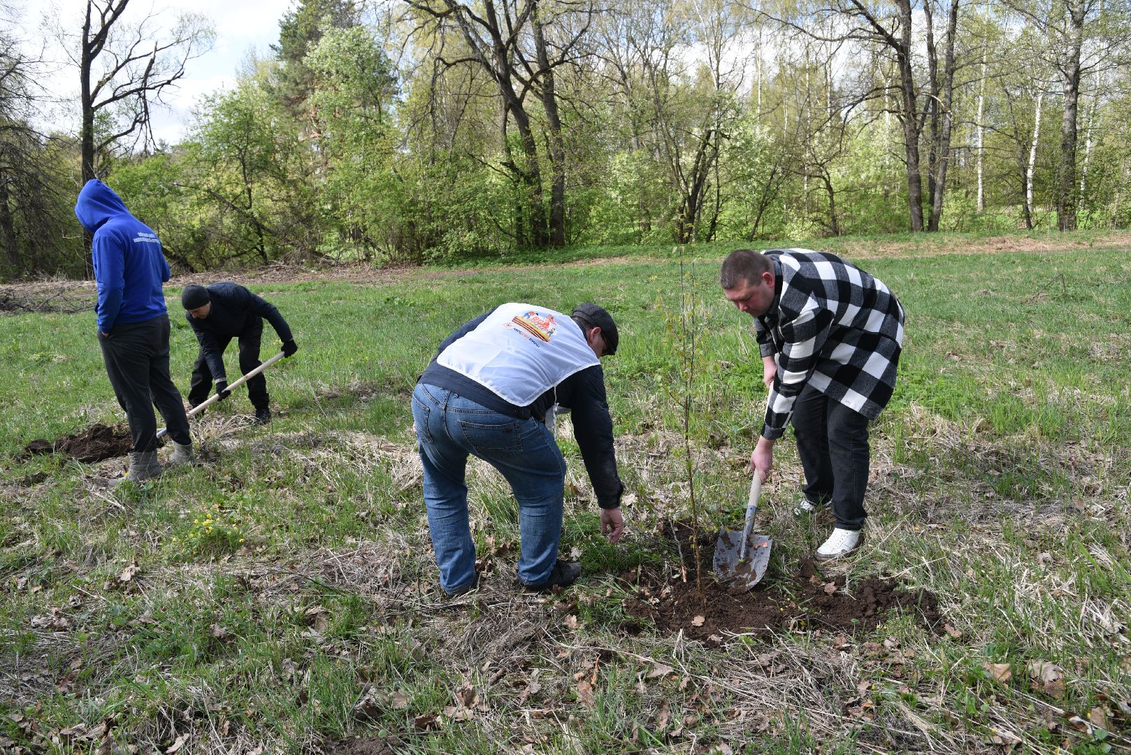лотошино, дубки, сад памяти, посадка деревьев,
