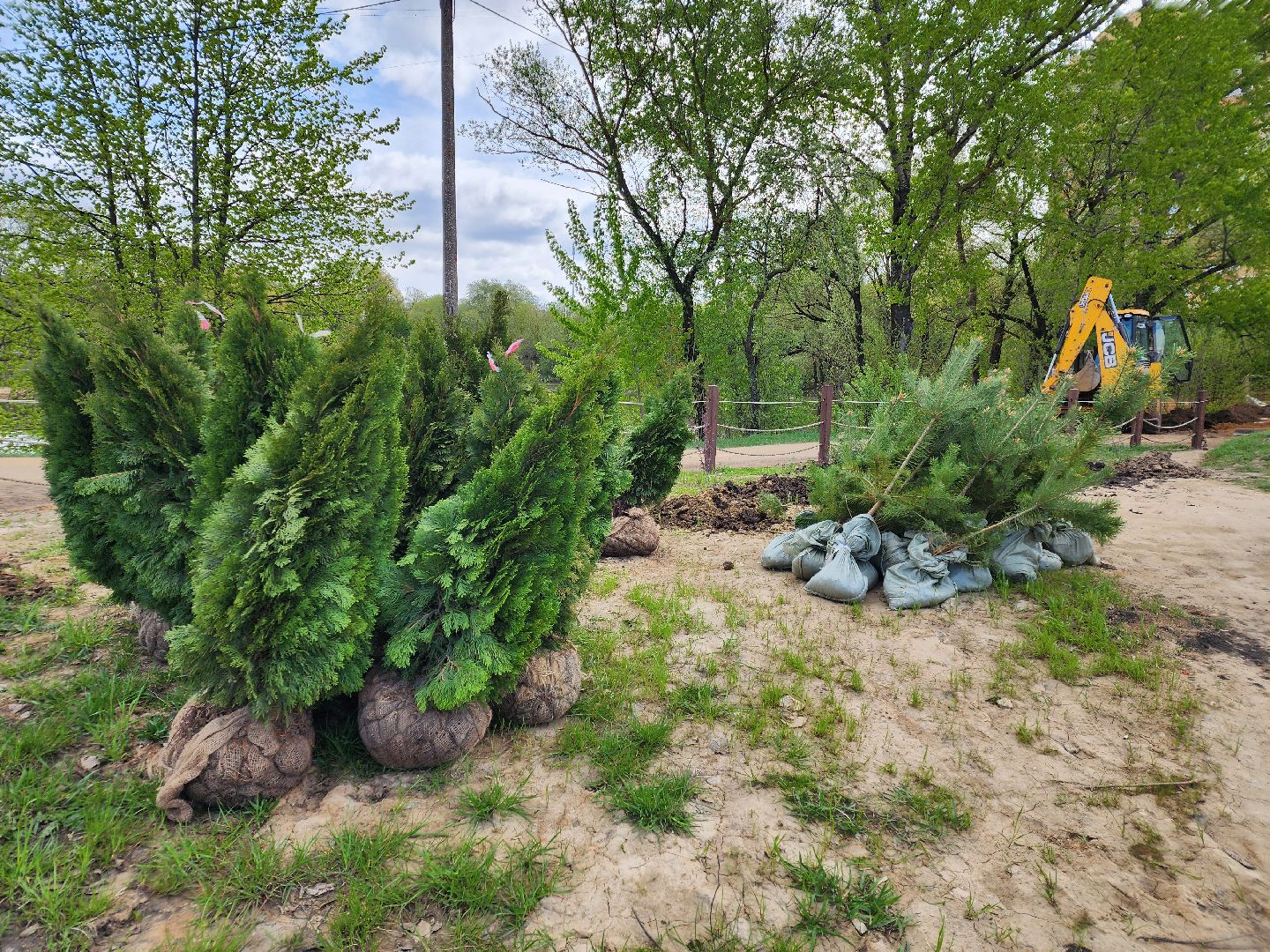 Чехов, набережная реки теребенка, Всероссийский субботник, уборка территорий, посадка деревьев, туи, ели, саженцы, благоустройство, уборка мусора, глава округа михаил собакин,