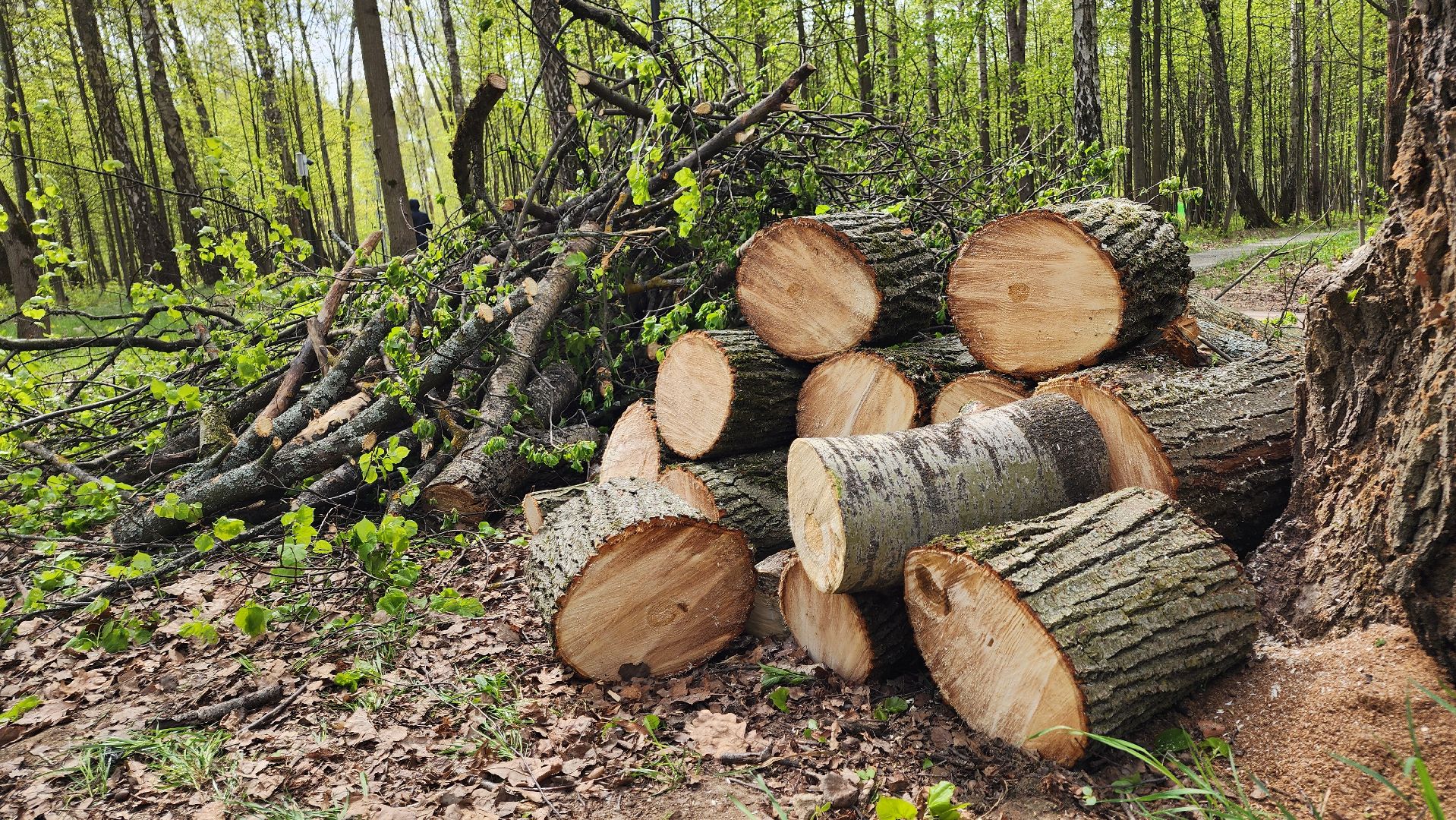 ступино, субботник, благоустройство,