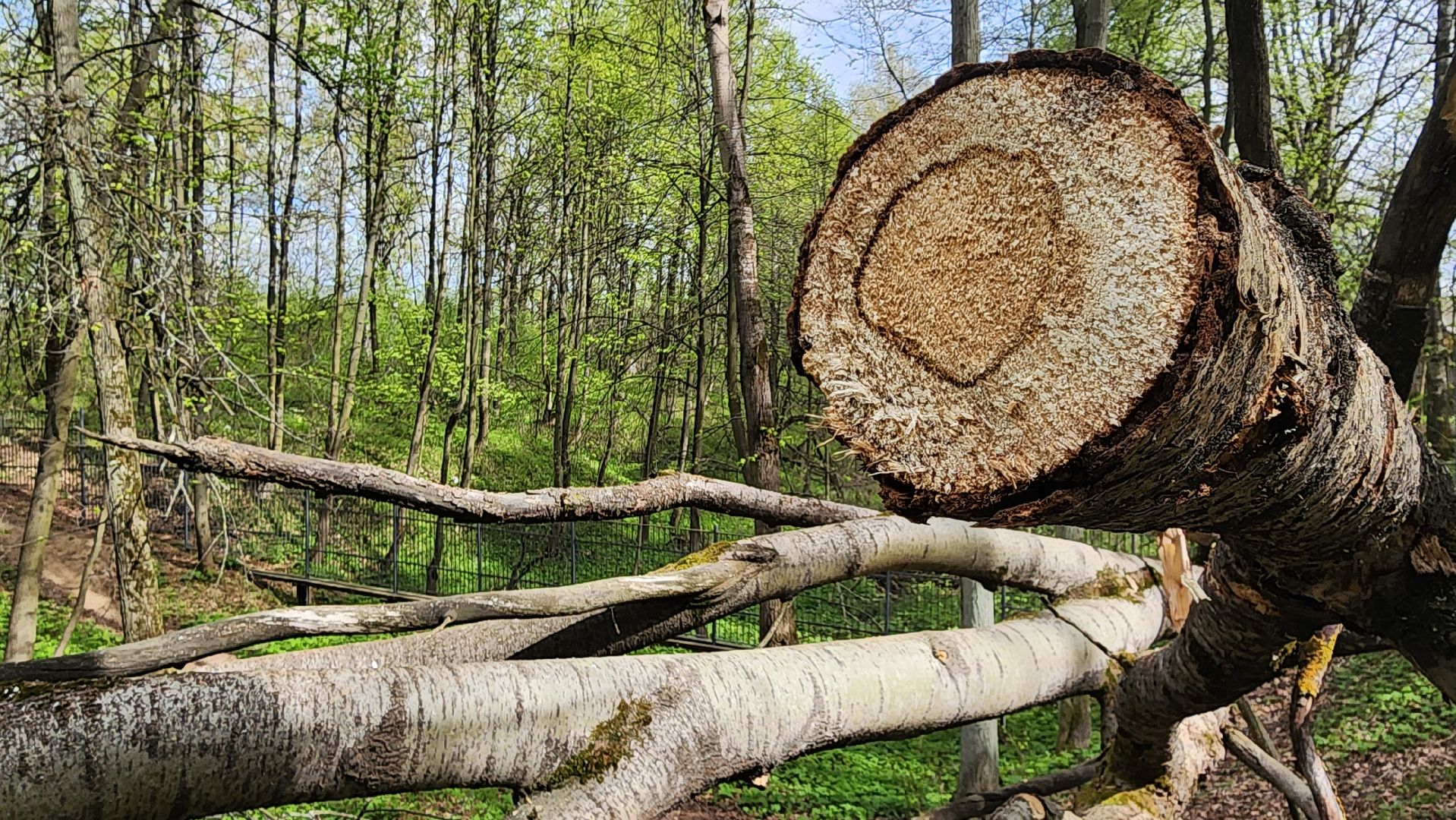 ступино, субботник, благоустройство,