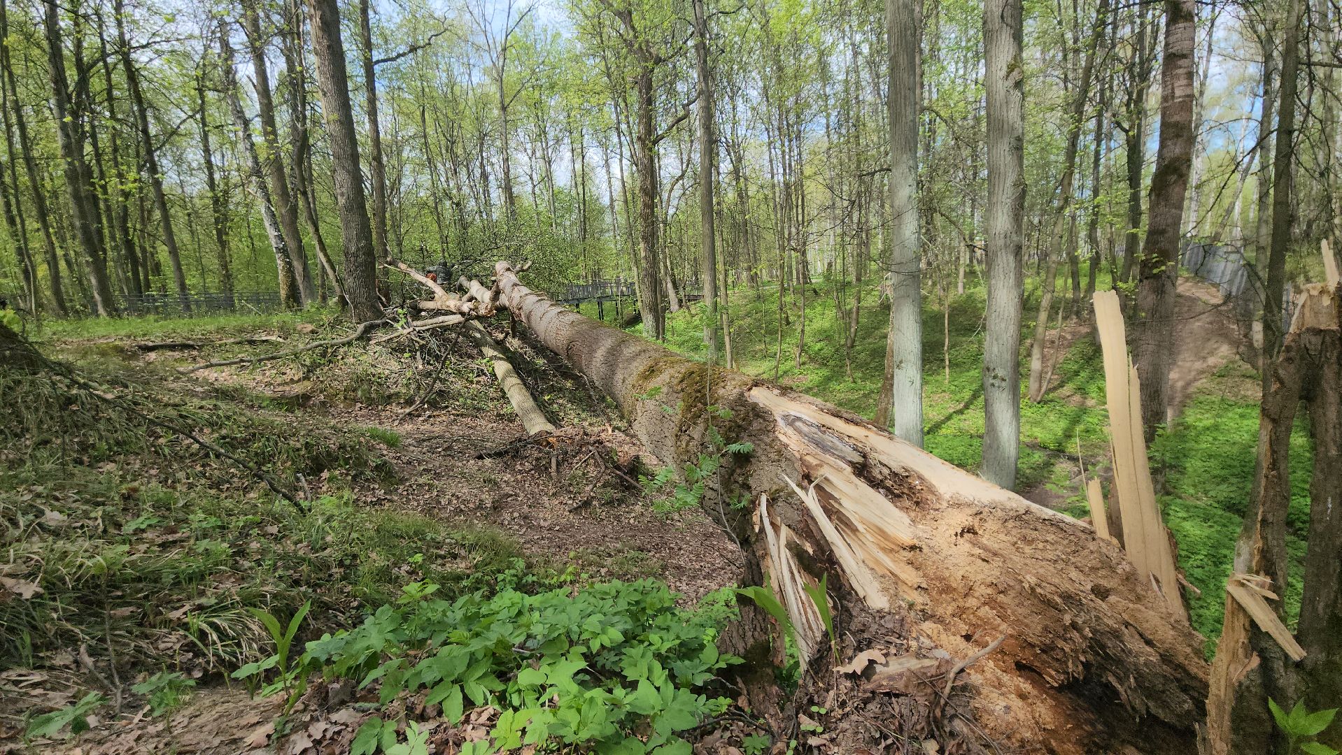 ступино, субботник, благоустройство,