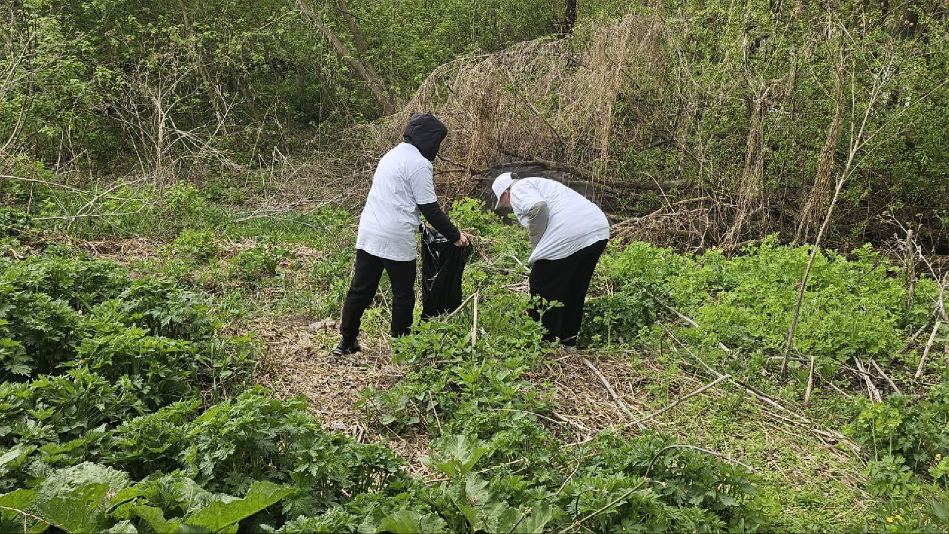 субботник, репинские пруды, коломна,