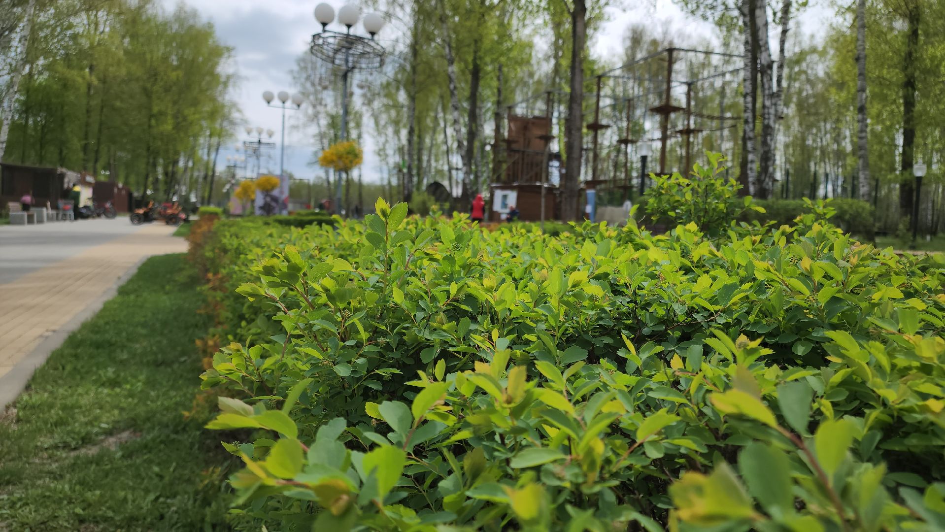 кашира, субботник, парк, благоустройство, посадка деревьев, кустарники,