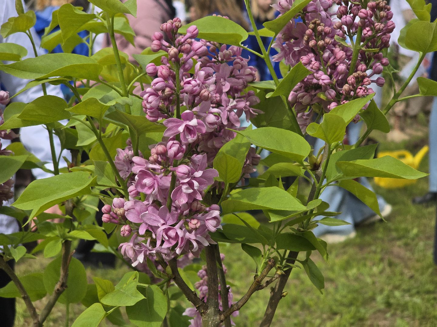 Коломна, парк мира в коломне, сад памяти, аллея славы,