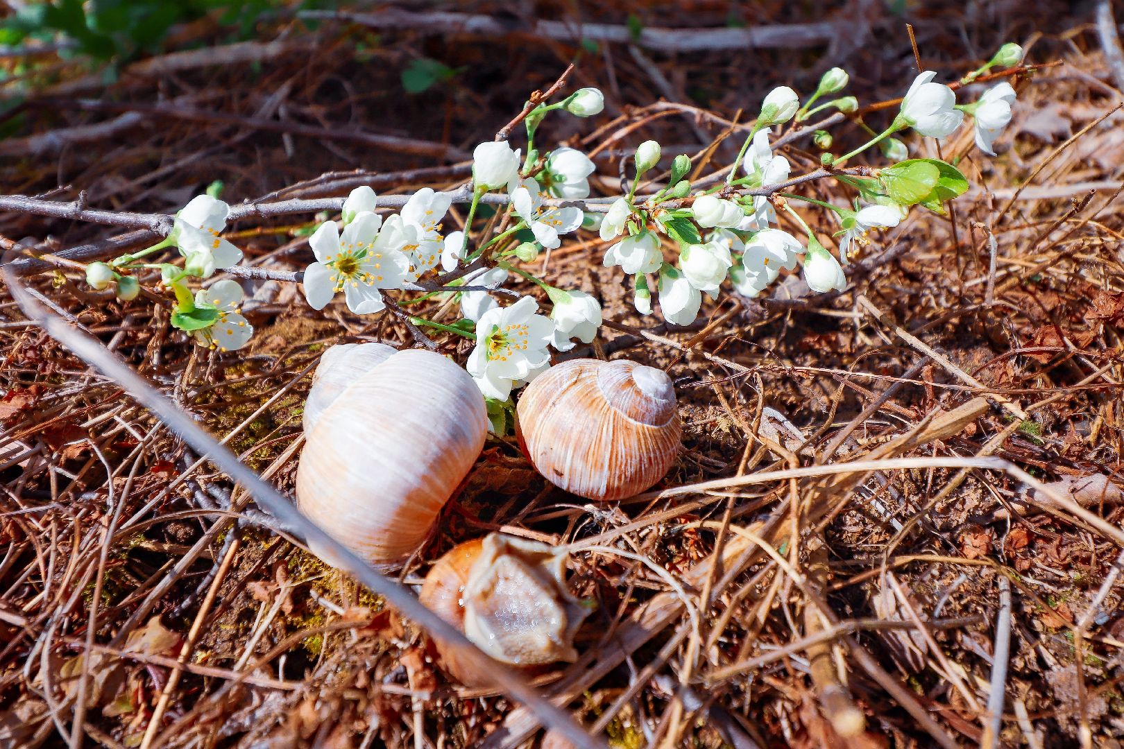 клин, общество, субботник, экология,