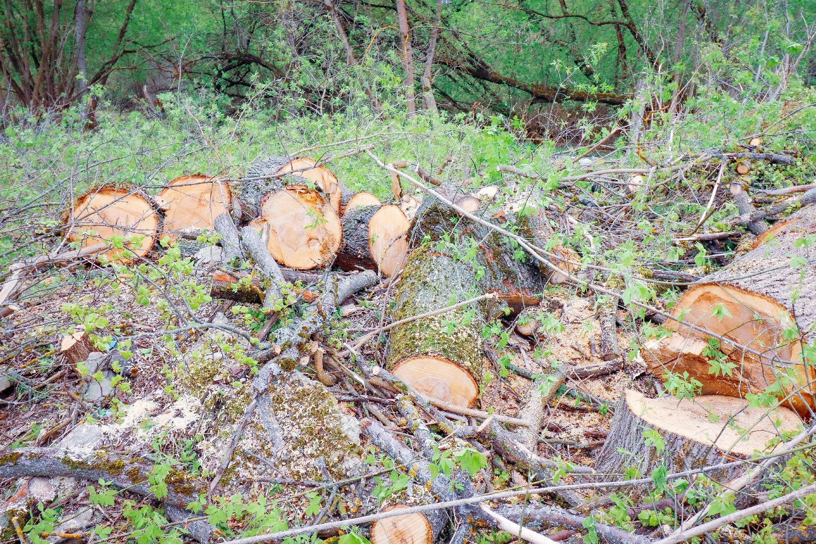 клин, общество, субботник, экология,