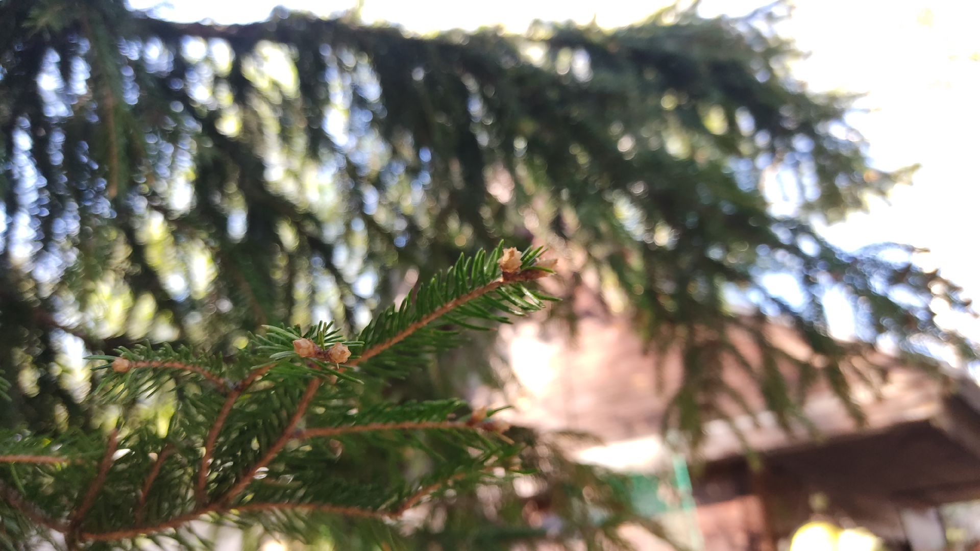 Лобня, медицина, аллергия