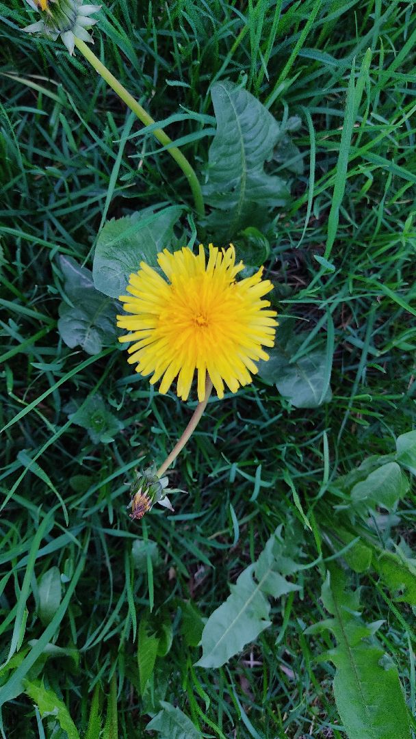 Лобня, медицина, аллергия