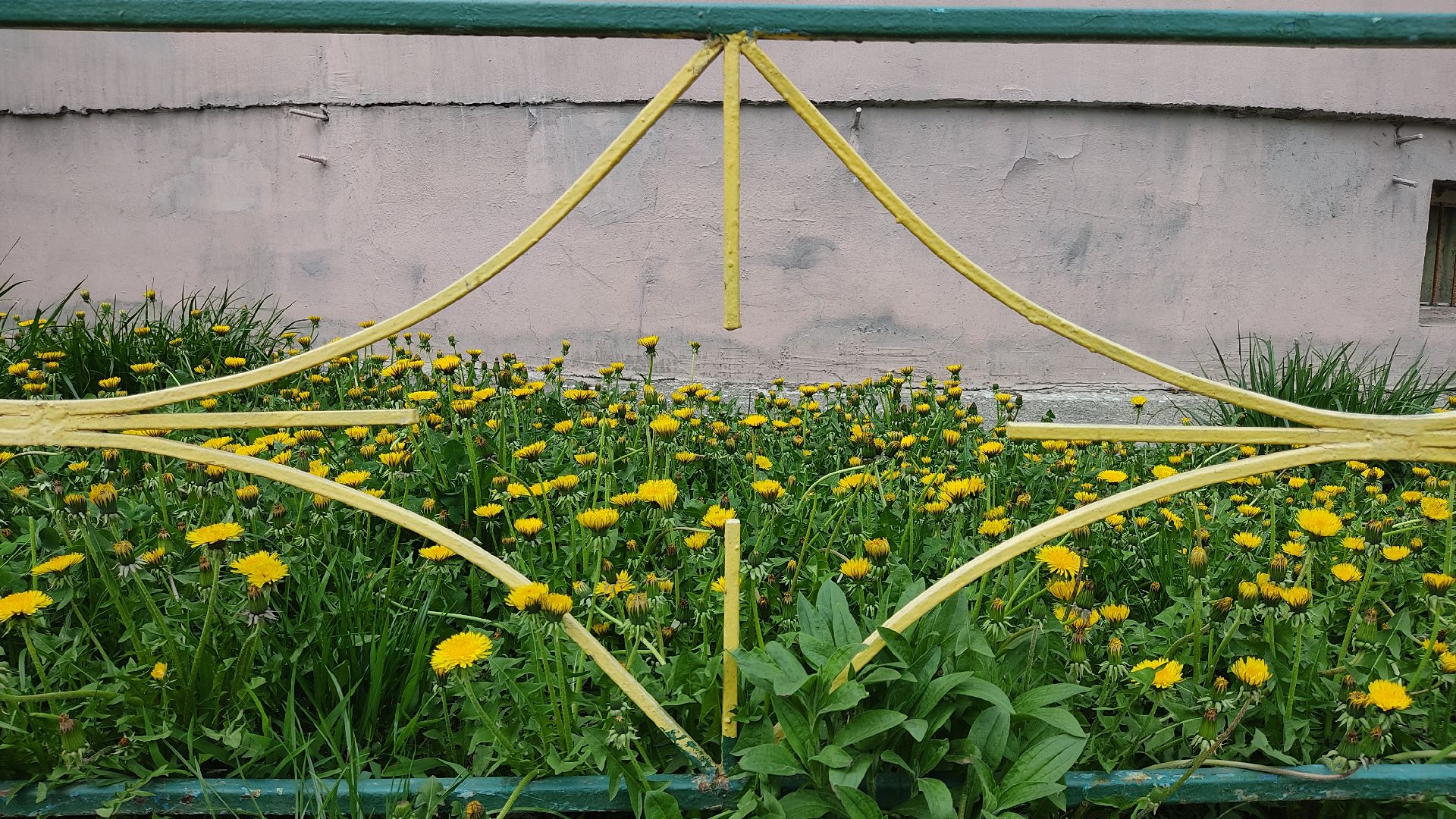 Лобня, медицина, аллергия