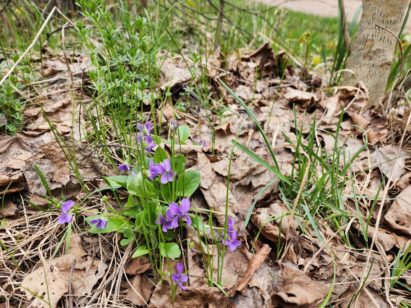 красноармейск, городской округ пушкинский, субботник, инициатива жителей,