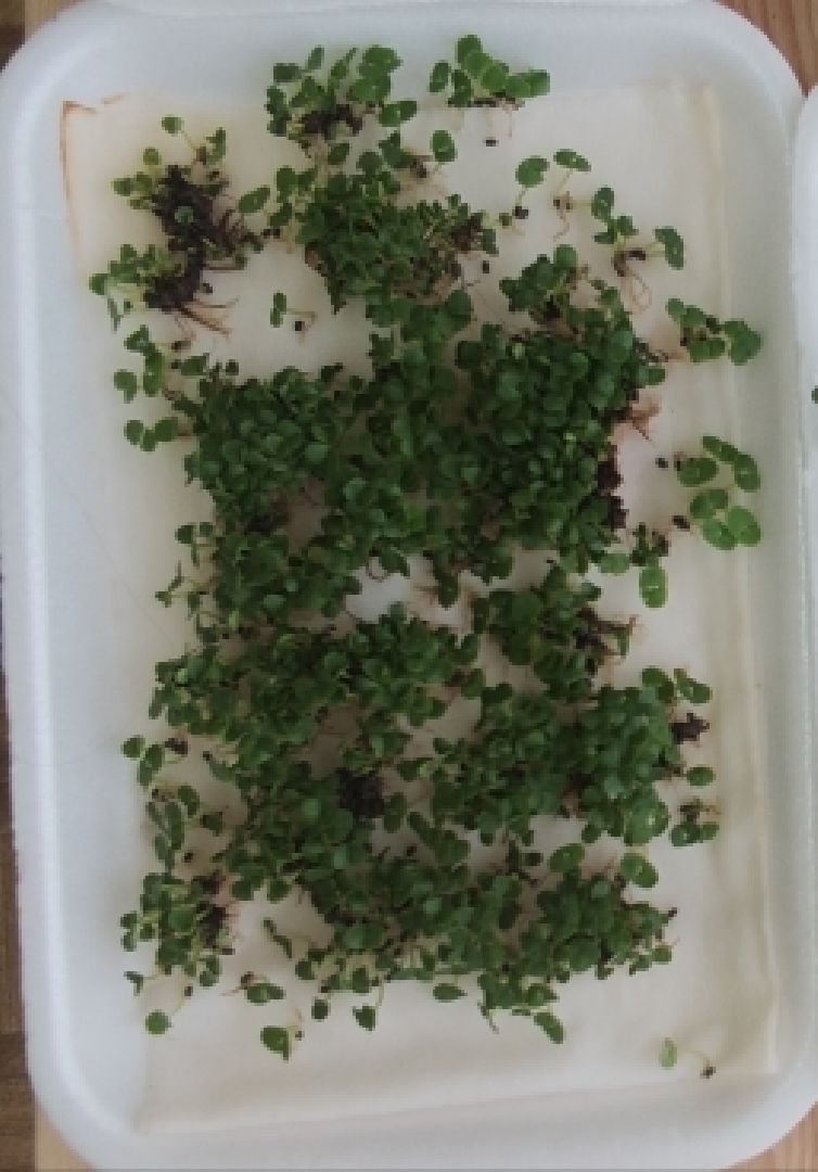 Шатура, Лицей, Микрозелень, Надежда Иванова, Анастасия Лобова