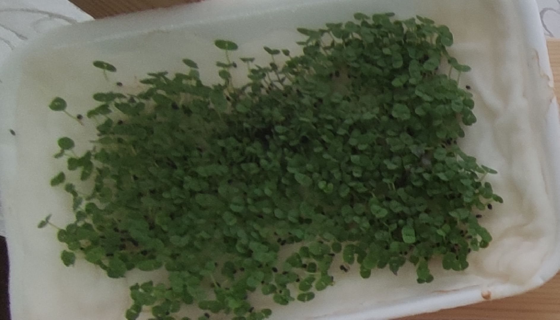 Шатура, Лицей, Микрозелень, Надежда Иванова, Анастасия Лобова