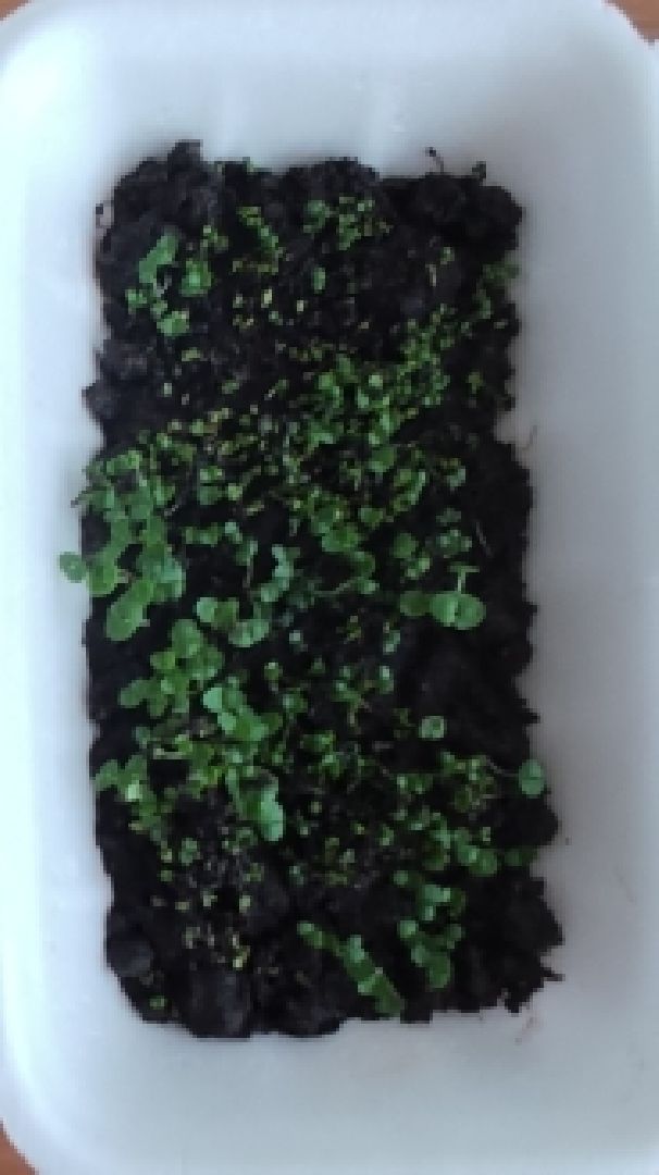 Шатура, Лицей, Микрозелень, Надежда Иванова, Анастасия Лобова