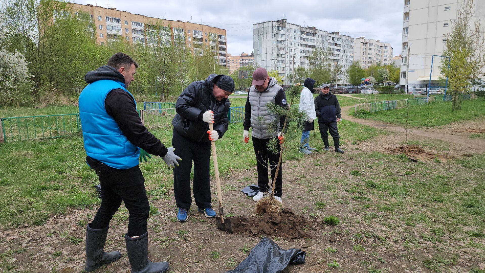 посадка кедров, Высадка сосен, щёлково, чкаловское озеро,