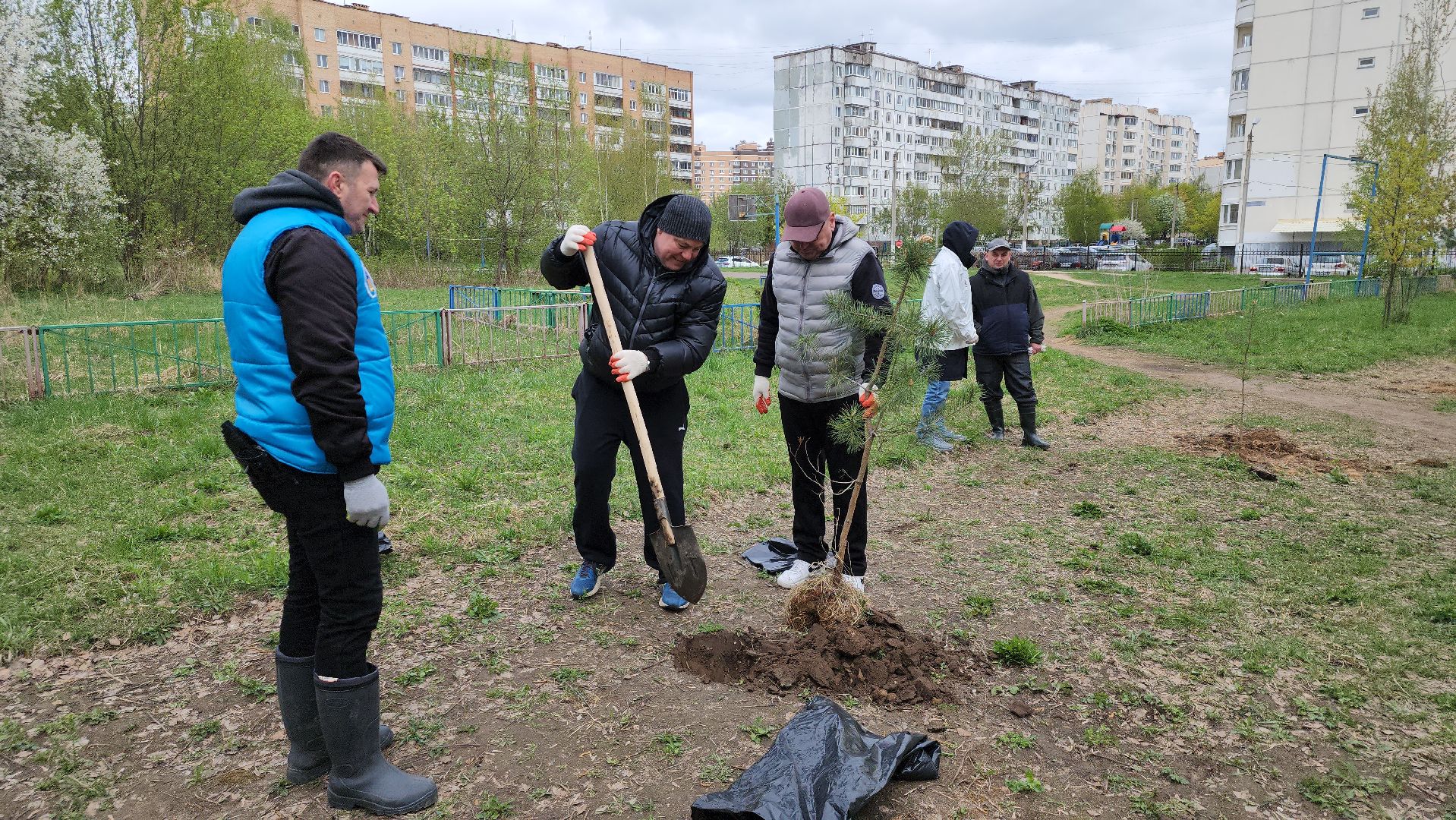 посадка кедров, Высадка сосен, щёлково, чкаловское озеро,