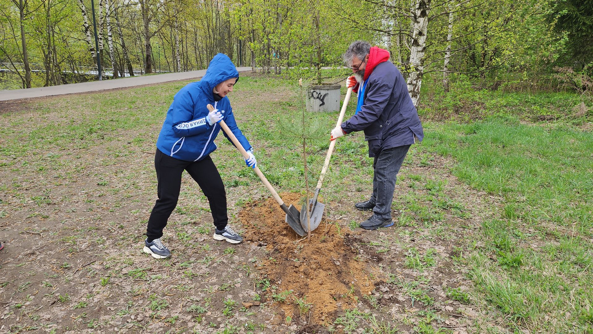 посадка кедров, Высадка сосен, щёлково, чкаловское озеро,