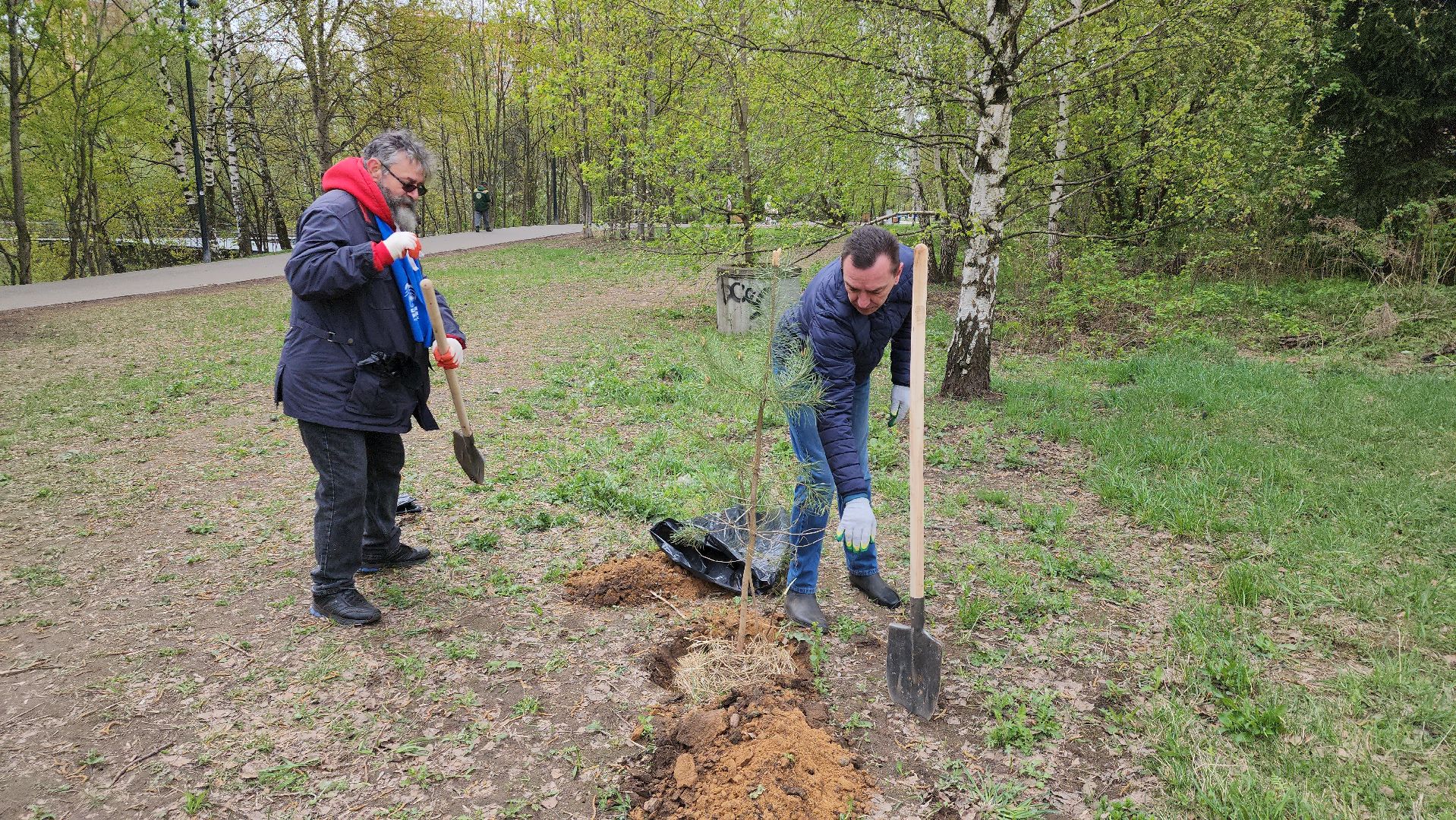 посадка кедров, Высадка сосен, щёлково, чкаловское озеро,