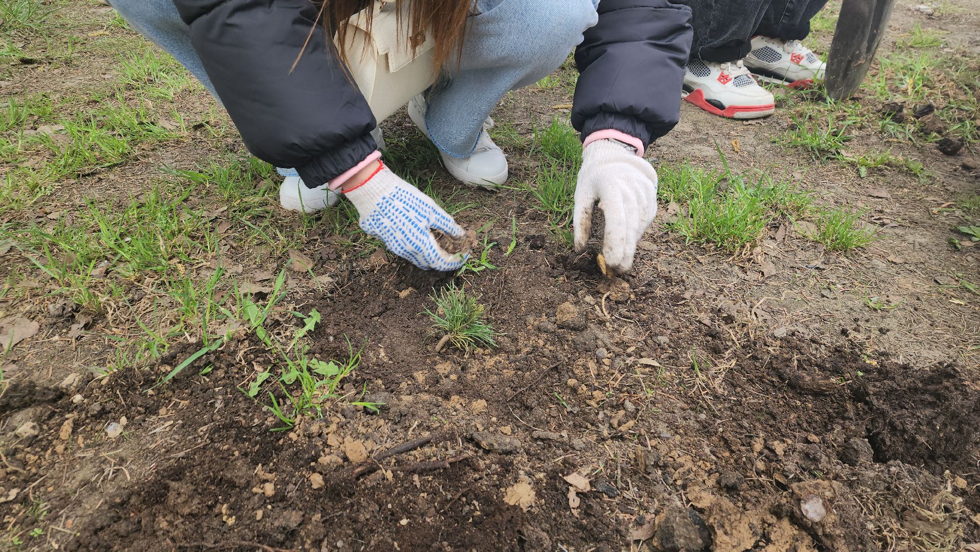 пушкино, субботник, волонтеры, волонтеры подмосковья, высадка деревьев,вертикалки,