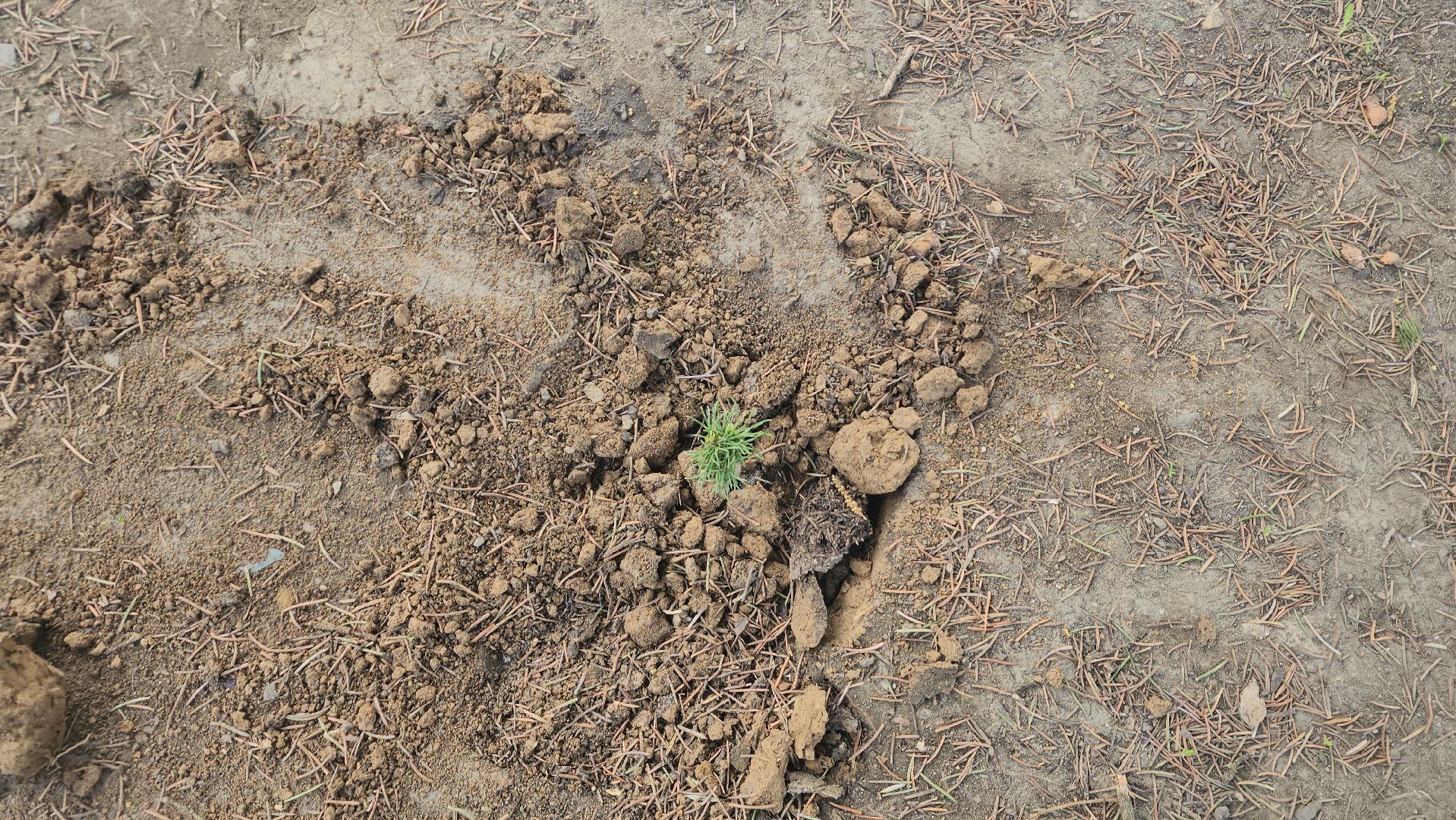 пушкино, субботник, волонтеры, волонтеры подмосковья, высадка деревьев,вертикалки,