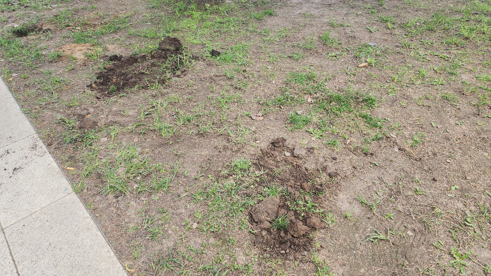 пушкино, субботник, волонтеры, волонтеры подмосковья, высадка деревьев,вертикалки,