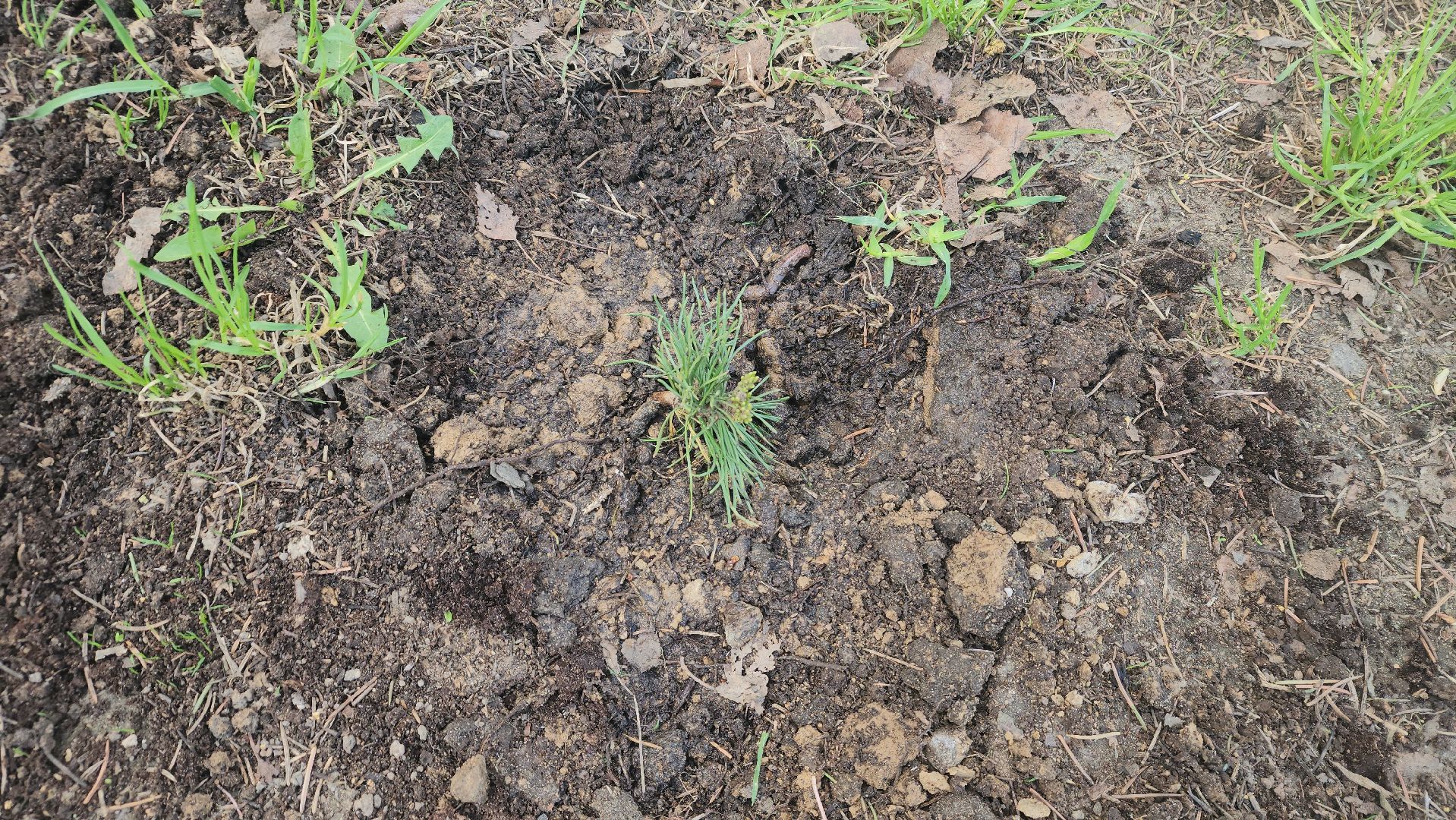 пушкино, субботник, волонтеры, волонтеры подмосковья, высадка деревьев,вертикалки,