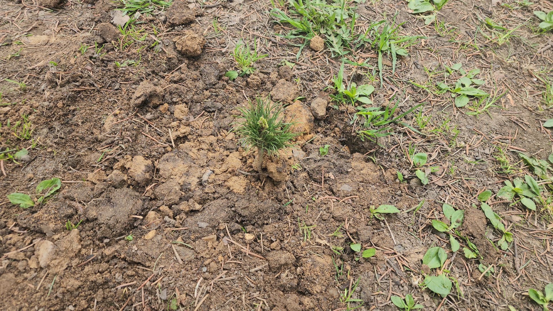 пушкино, субботник, волонтеры, волонтеры подмосковья, высадка деревьев,вертикалки,