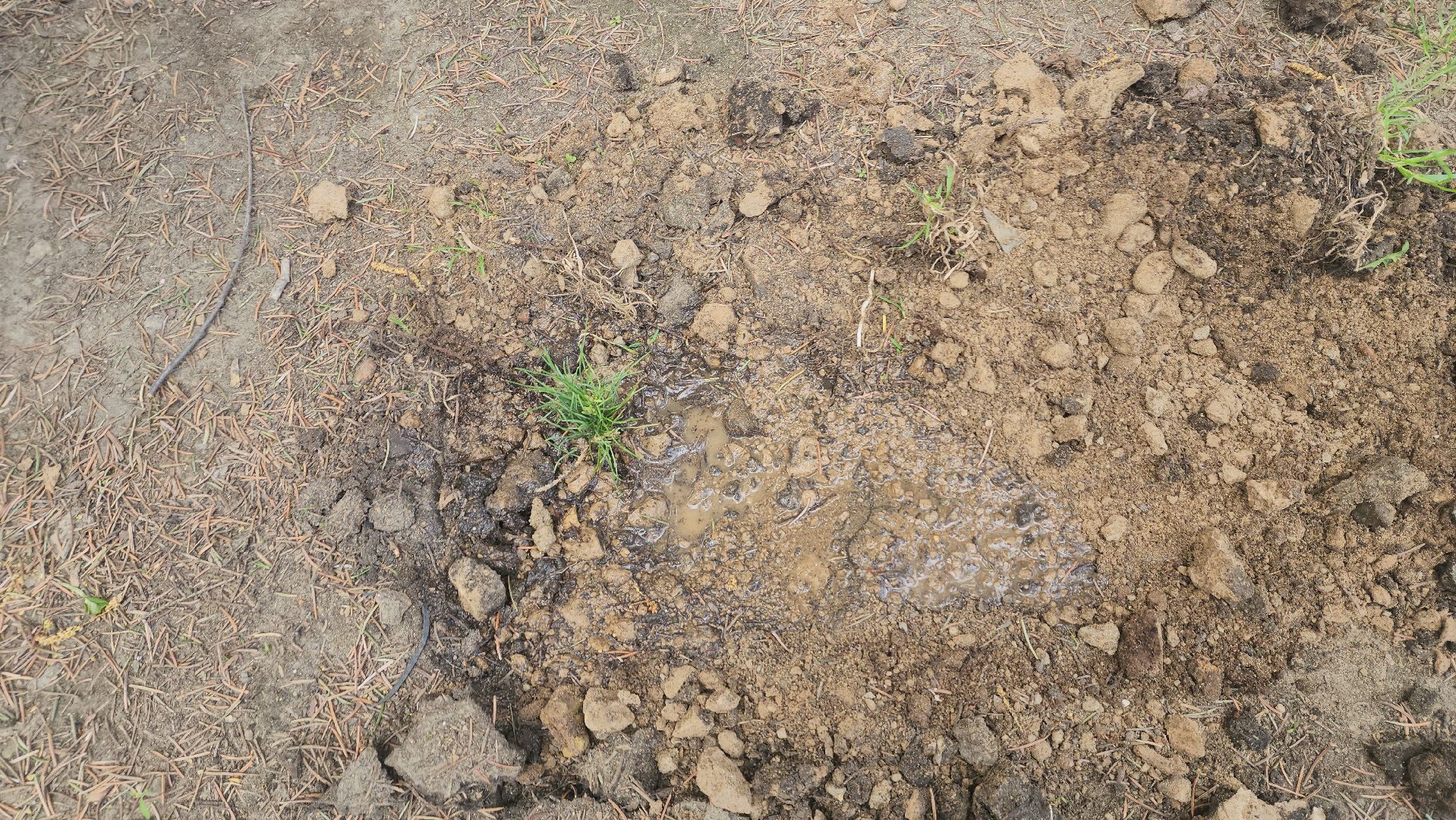 пушкино, субботник, волонтеры, волонтеры подмосковья, высадка деревьев,вертикалки,