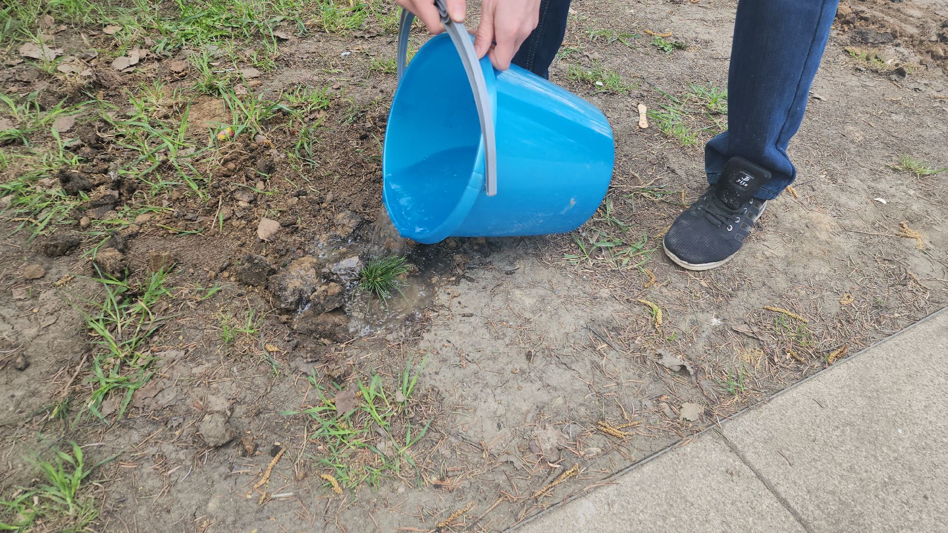 пушкино, субботник, волонтеры, волонтеры подмосковья, высадка деревьев,вертикалки,