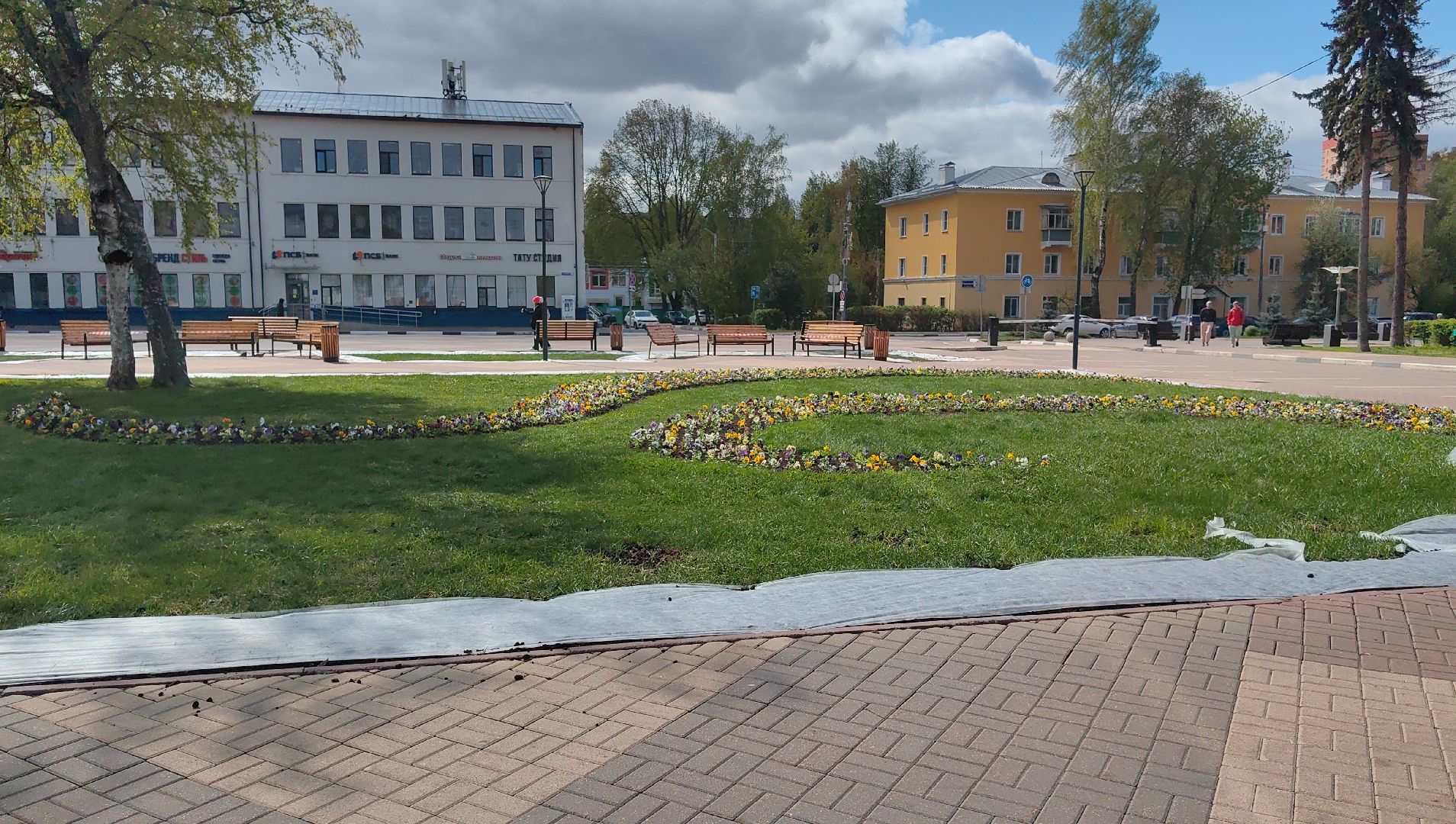 газон, виола, цветы,  цветник, благоустройство,