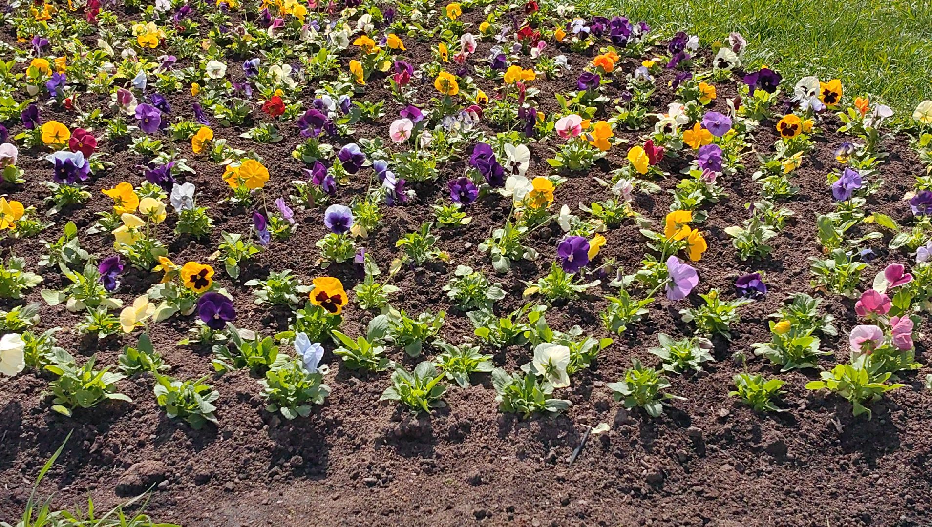 газон, виола, цветы,  цветник, благоустройство,