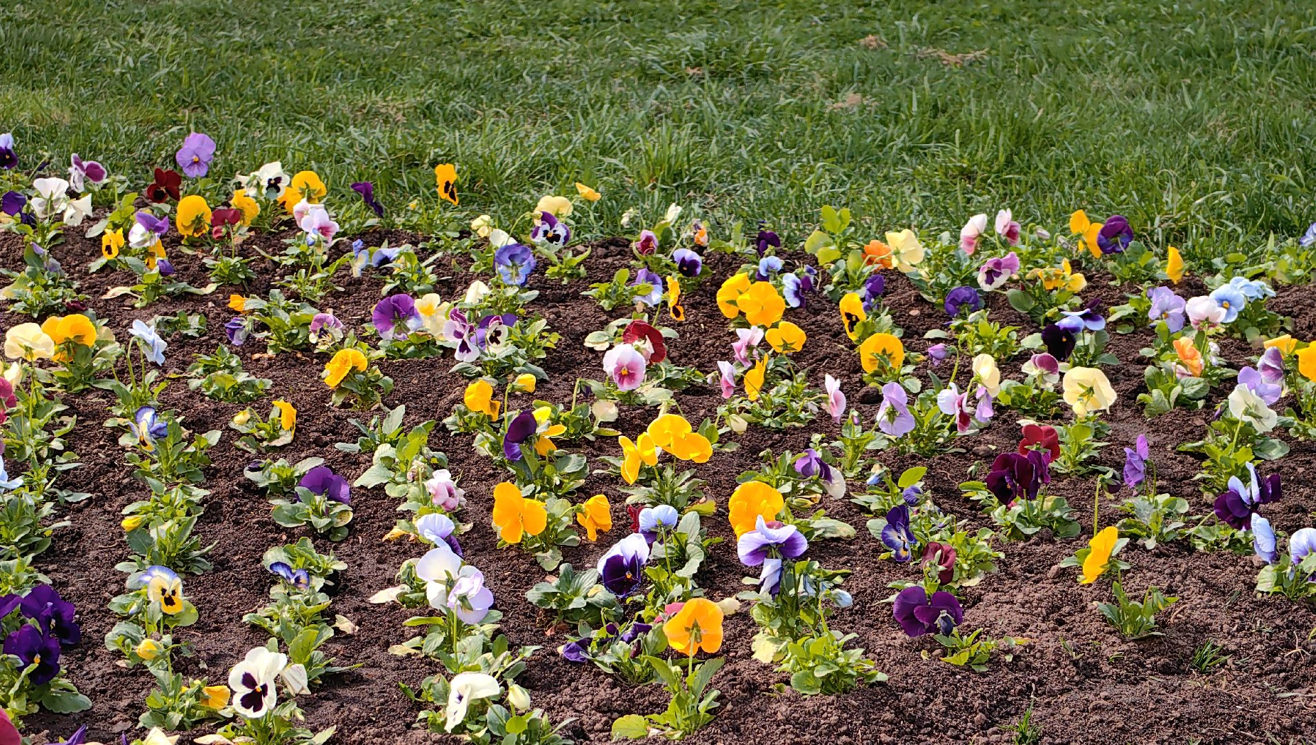 газон, виола, цветы,  цветник, благоустройство,