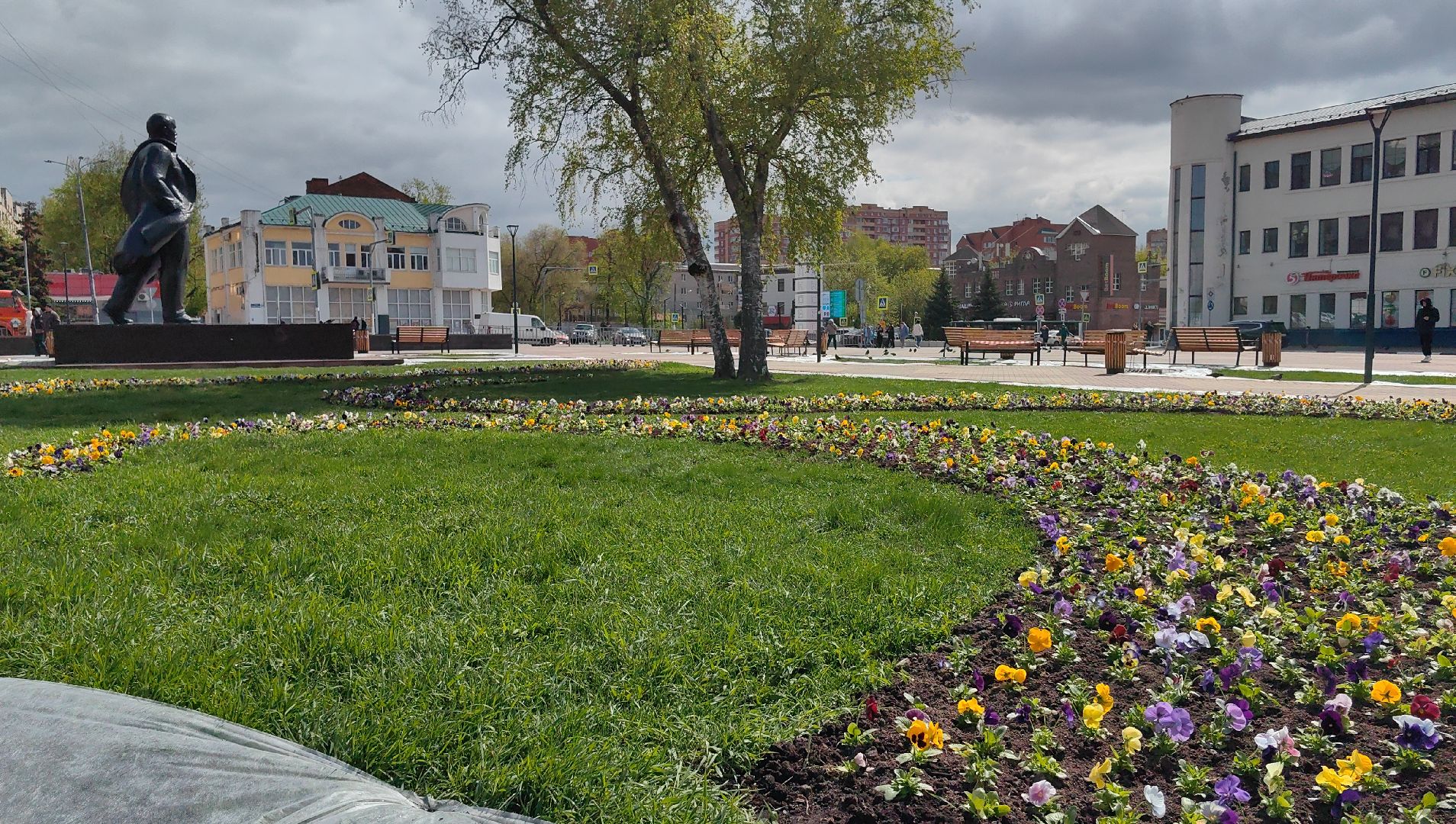 газон, виола, цветы,  цветник, благоустройство,