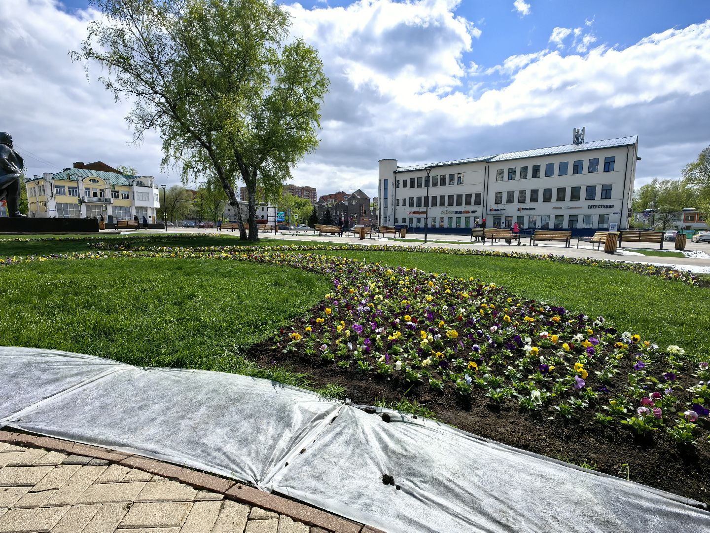 газон, виола, цветы,  цветник, благоустройство,