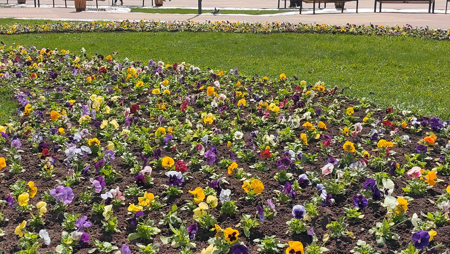 газон, виола, цветы,  цветник, благоустройство,