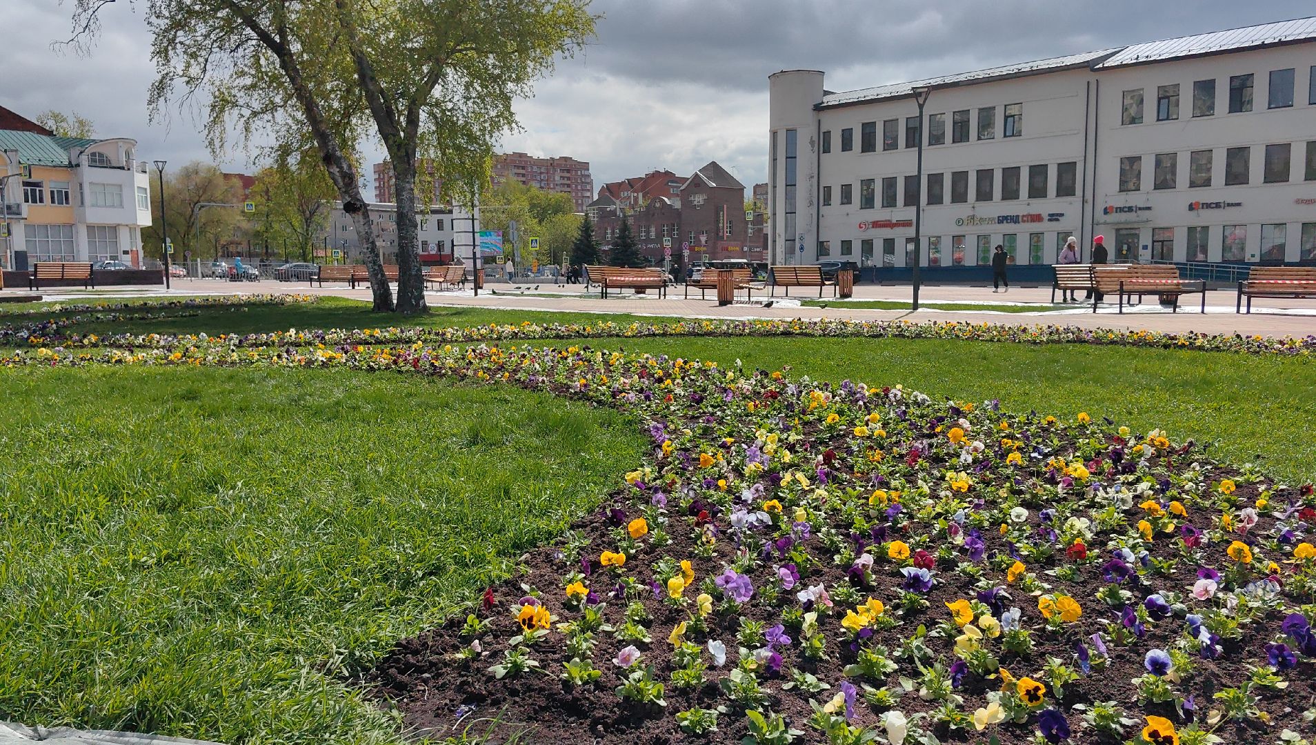 газон, виола, цветы,  цветник, благоустройство,