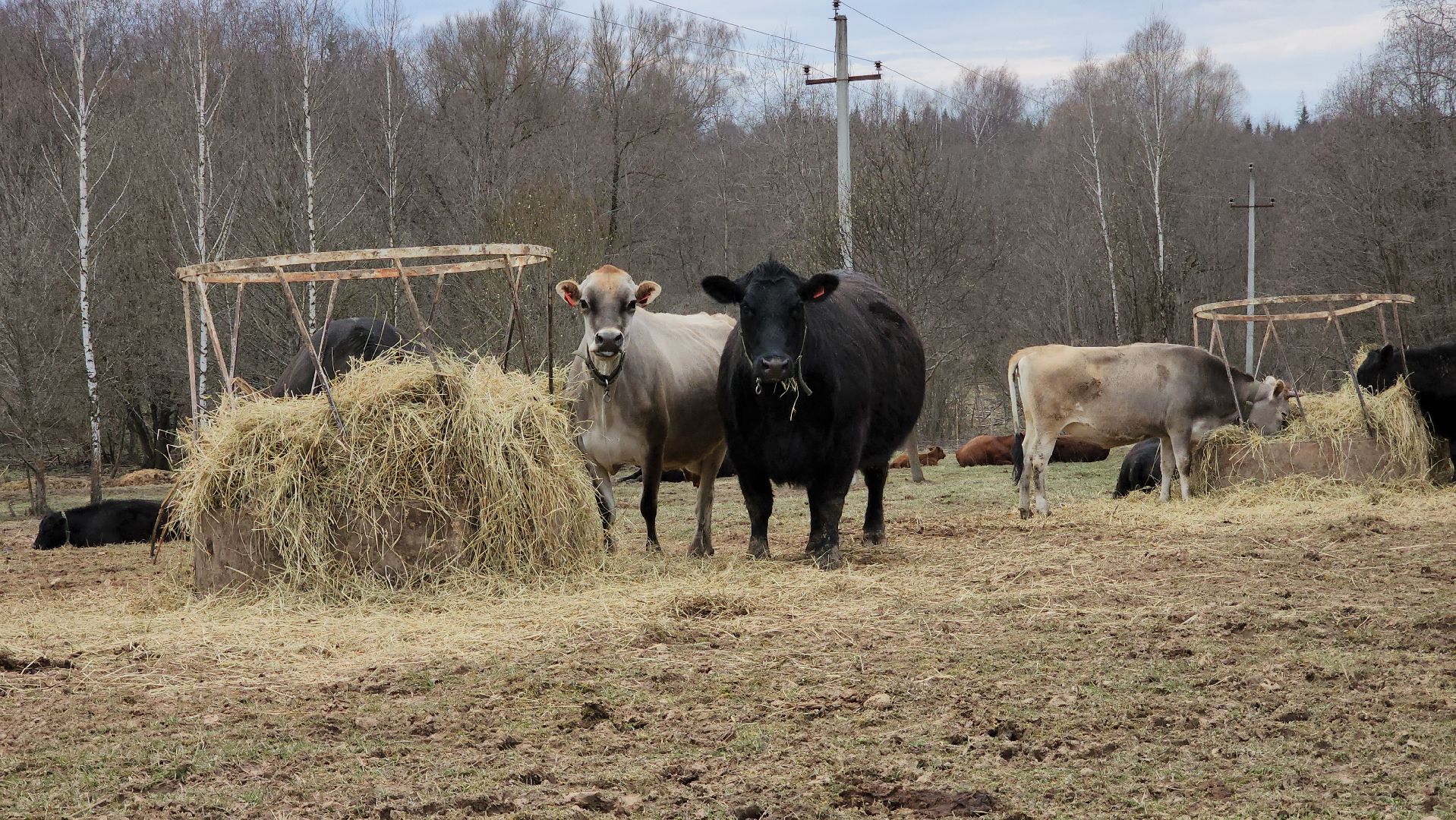 руза, эко-туризм, эко-ферма, марьино, рузский округ, предприниматели подмосковья, кфх,