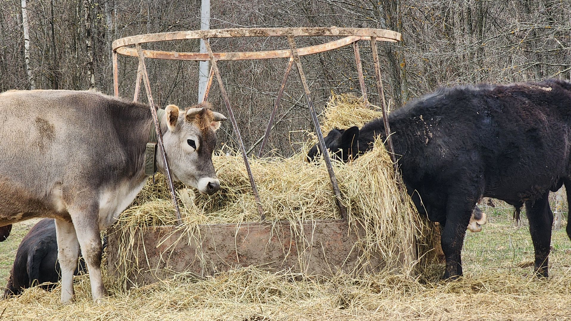 руза, эко-туризм, эко-ферма, марьино, рузский округ, предприниматели подмосковья, кфх,