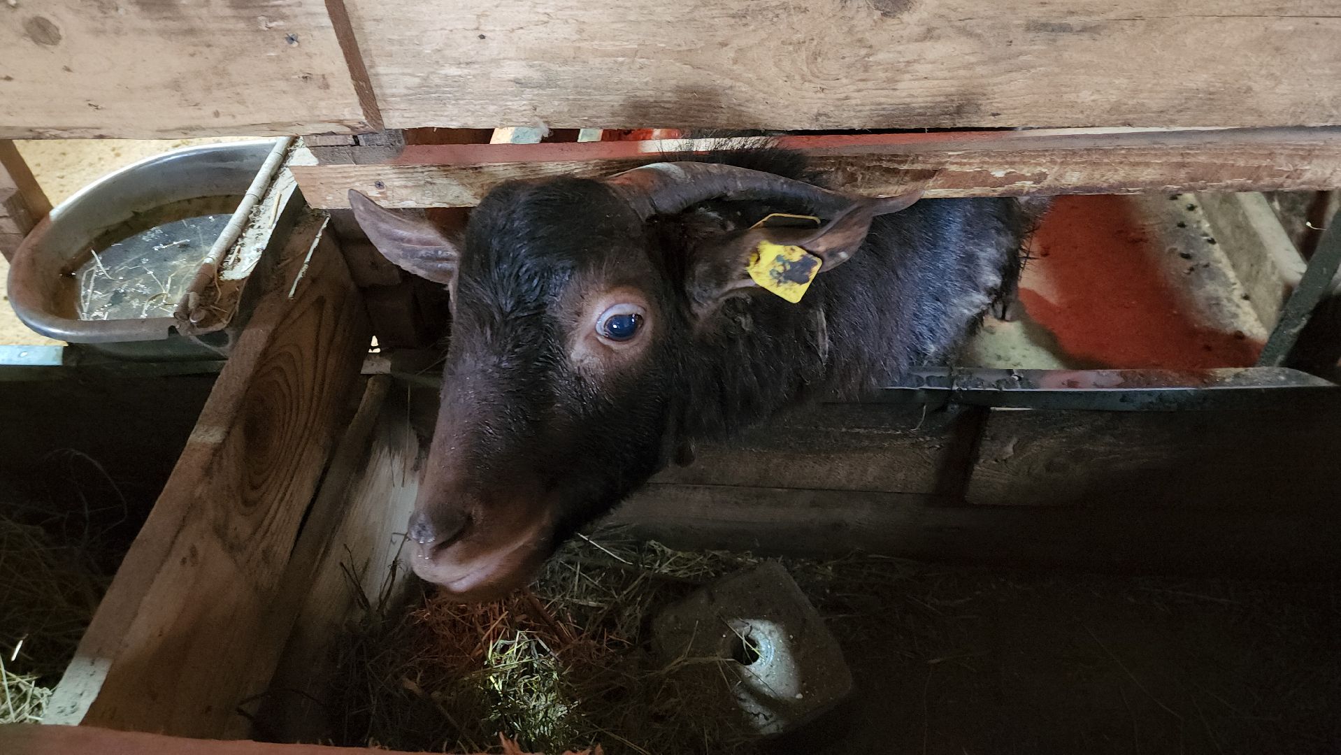 руза, эко-туризм, эко-ферма, марьино, рузский округ, предприниматели подмосковья, кфх,