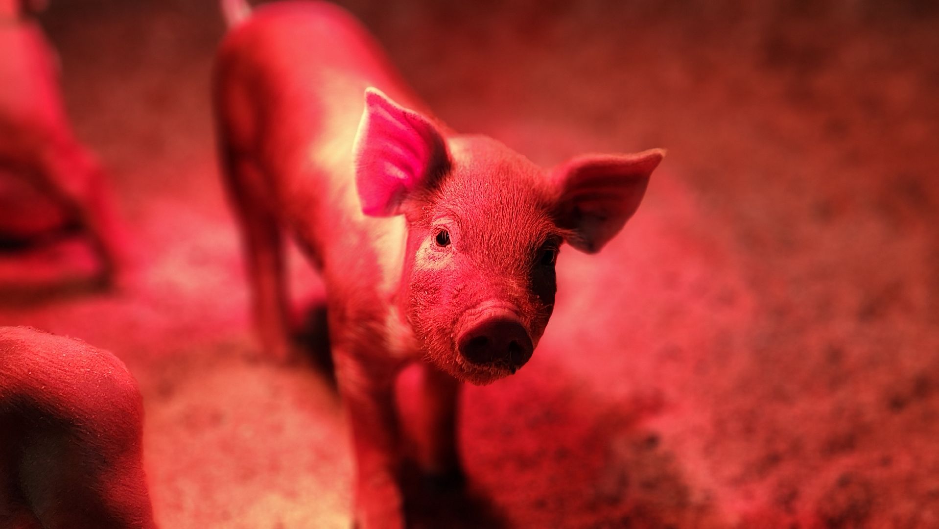 руза, эко-туризм, эко-ферма, марьино, рузский округ, предприниматели подмосковья, кфх,