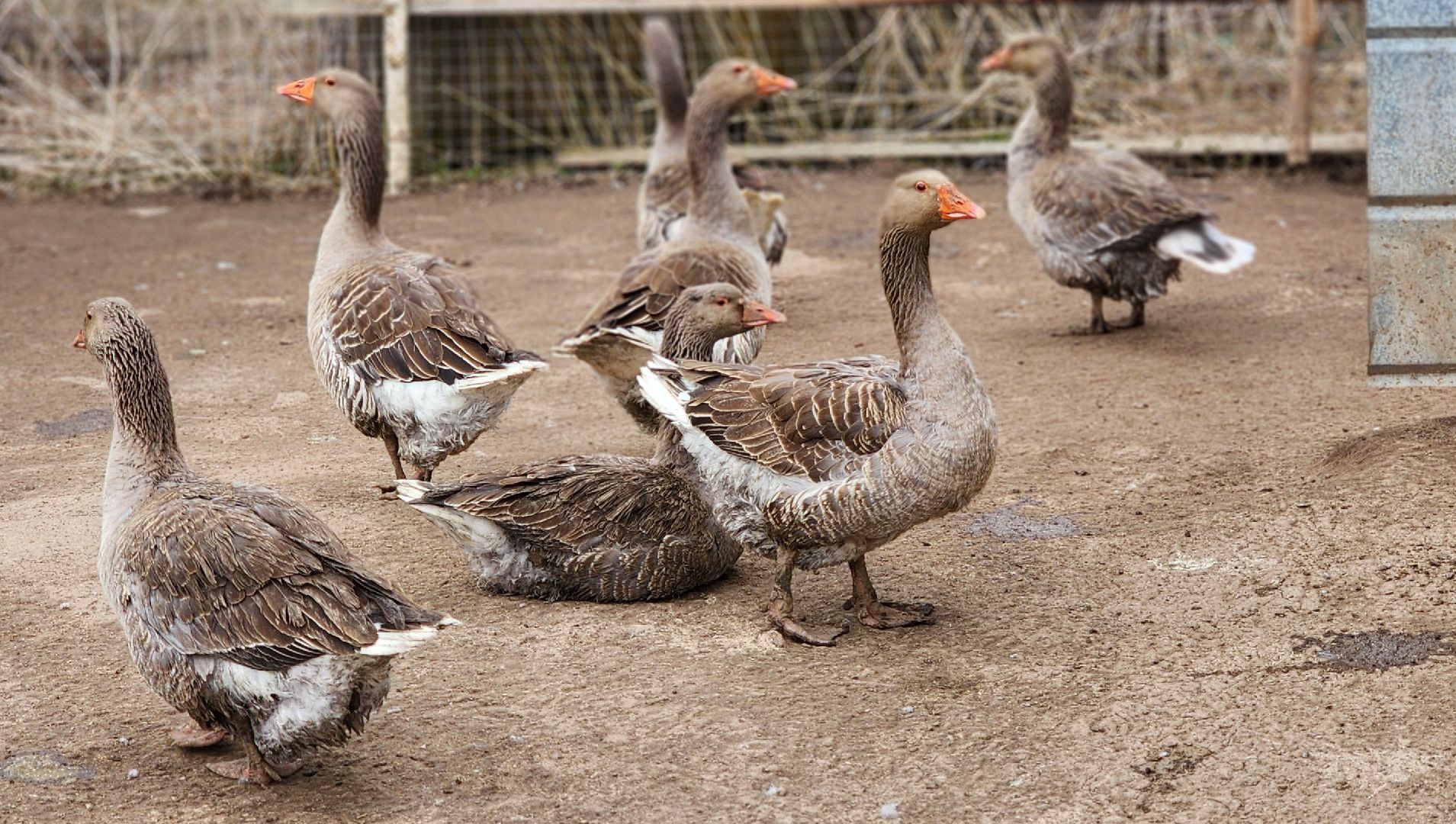 руза, эко-туризм, эко-ферма, марьино, рузский округ, предприниматели подмосковья, кфх,