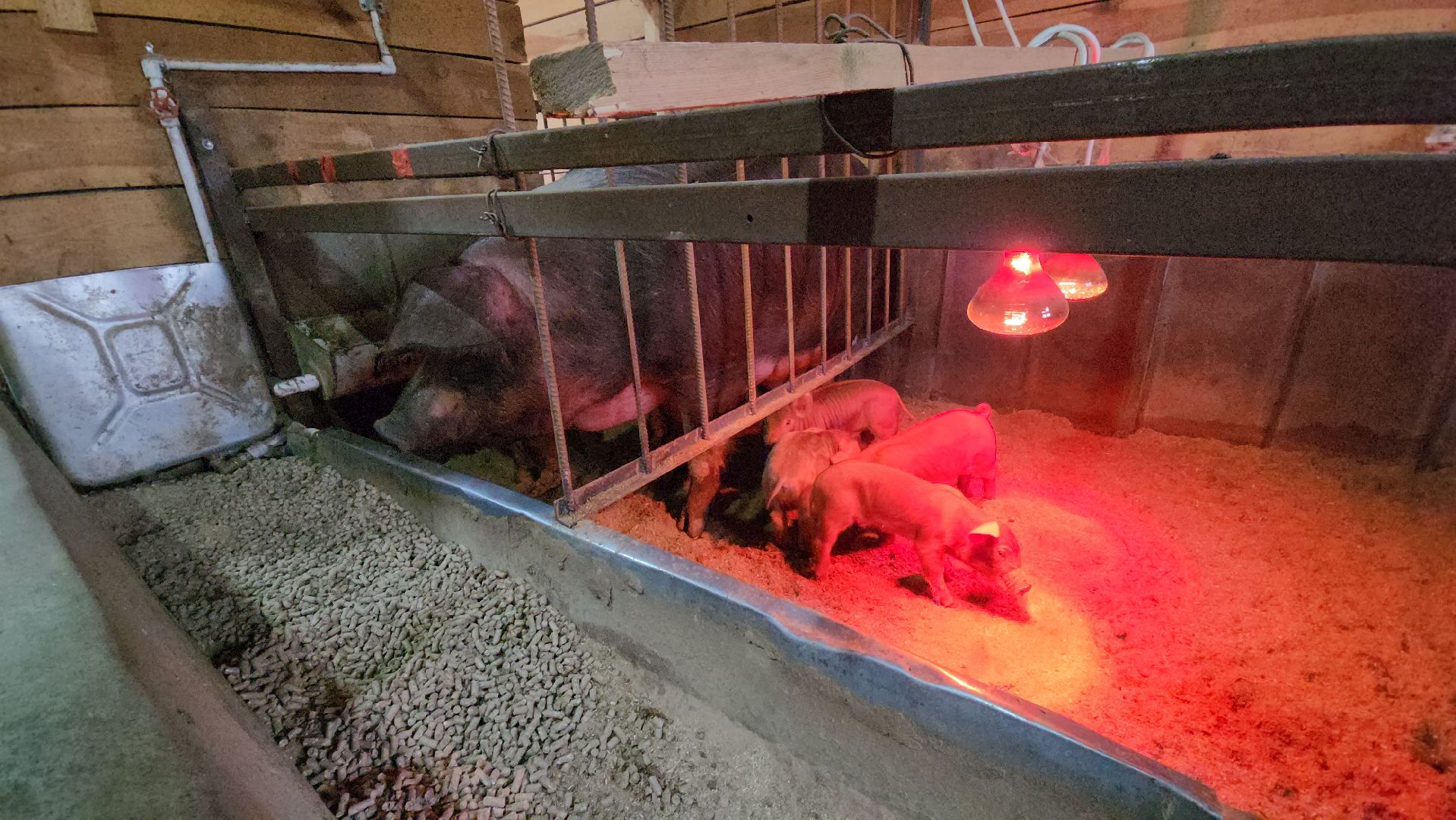 руза, эко-туризм, эко-ферма, марьино, рузский округ, предприниматели подмосковья, кфх,