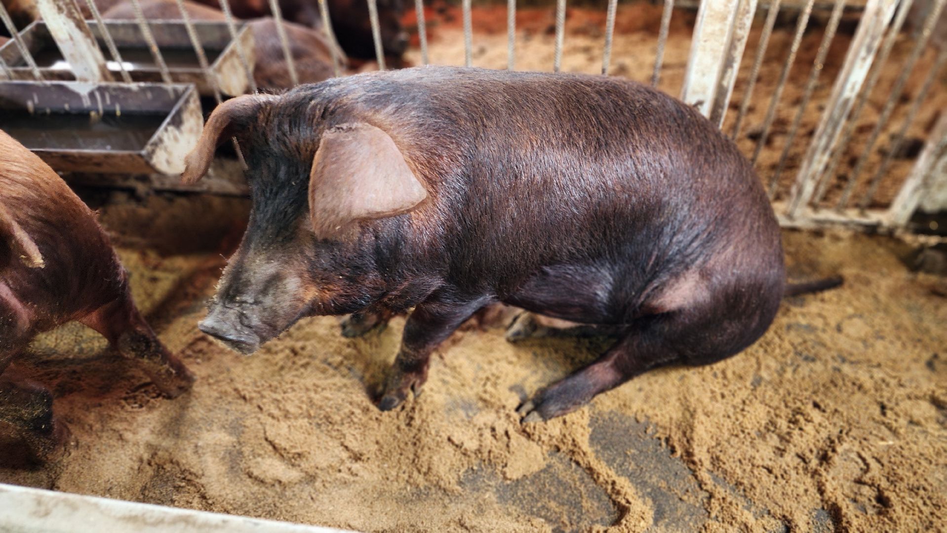 руза, эко-туризм, эко-ферма, марьино, рузский округ, предприниматели подмосковья, кфх,