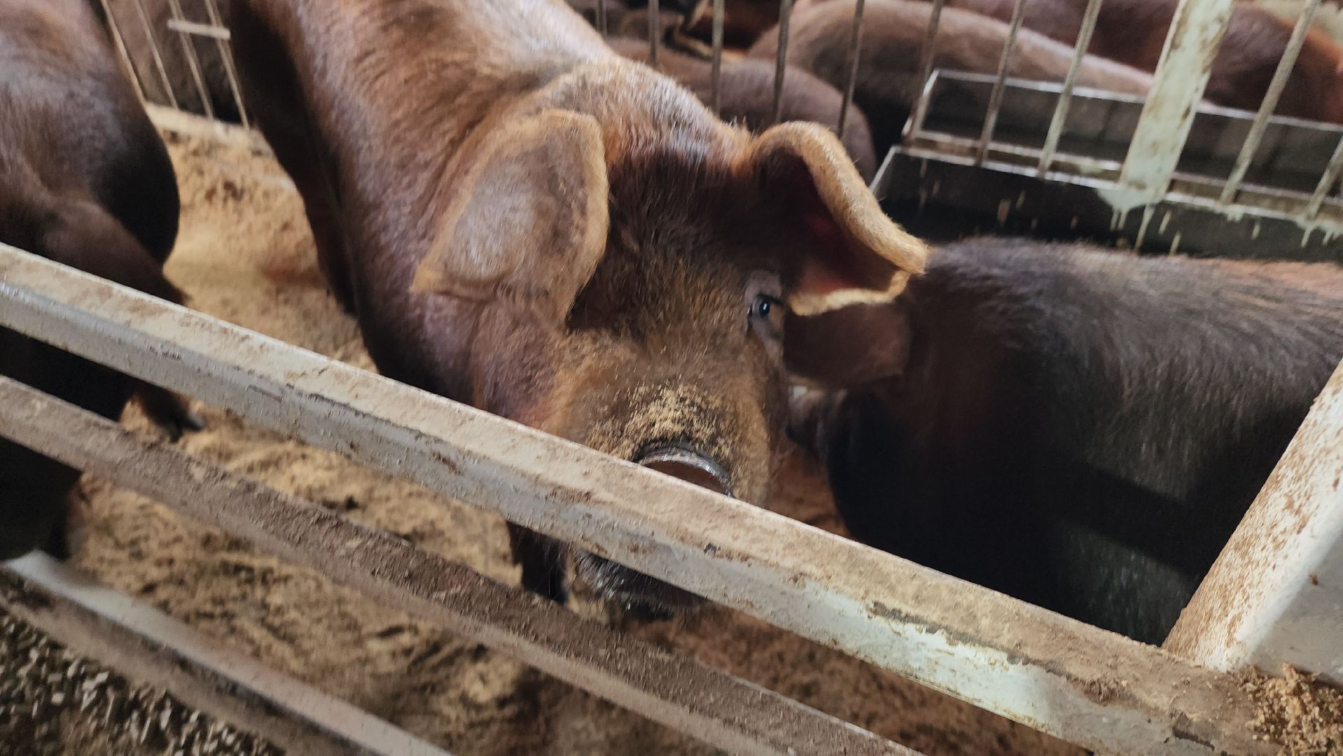 руза, эко-туризм, эко-ферма, марьино, рузский округ, предприниматели подмосковья, кфх,